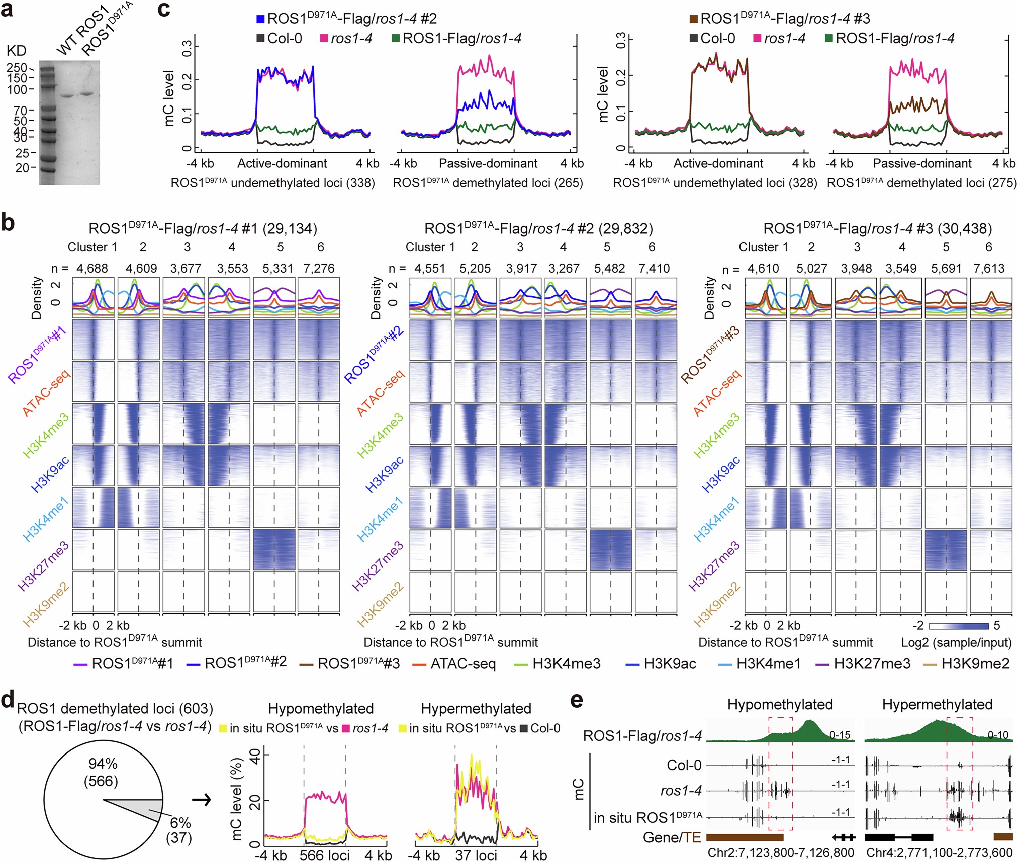 Extended Data Fig. 6: ROS1 occupancy mediates passive DNA demethylation independently of its glycosylase/lyase activity.