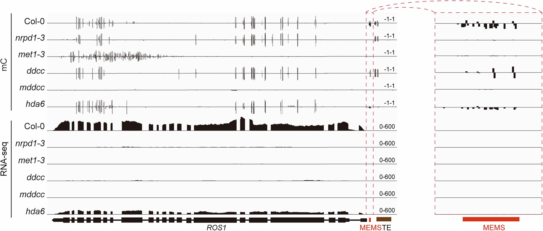 Extended Data Fig. 8: DNA methylation levels at the MEMS locus of the ROS1 promoter and expression levels of ROS1 in the indicated mutants and wild type.