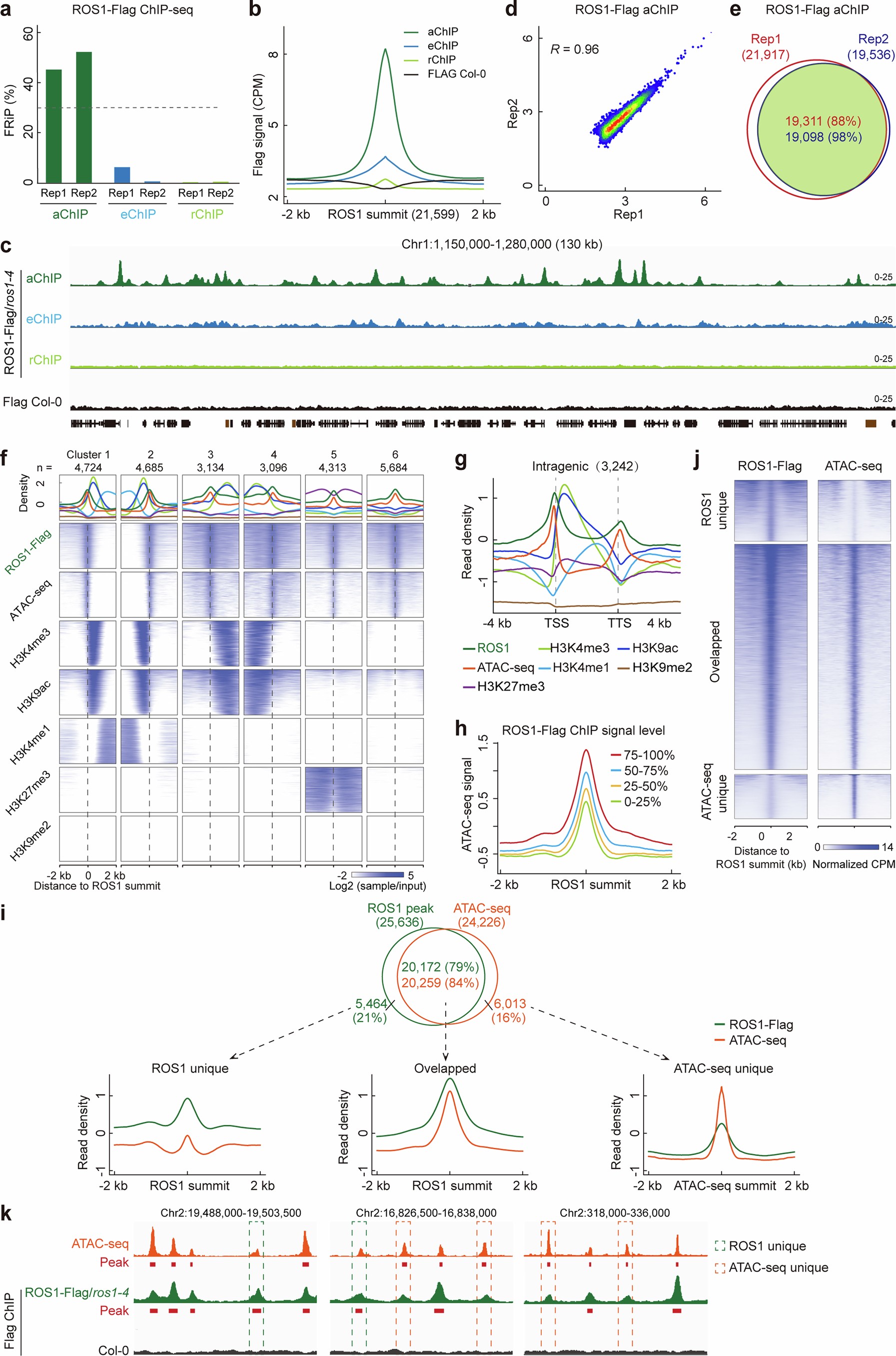 Extended Data Fig. 1: Identification of the genome-wide binding sites of ROS1 and its occupancy pattern.