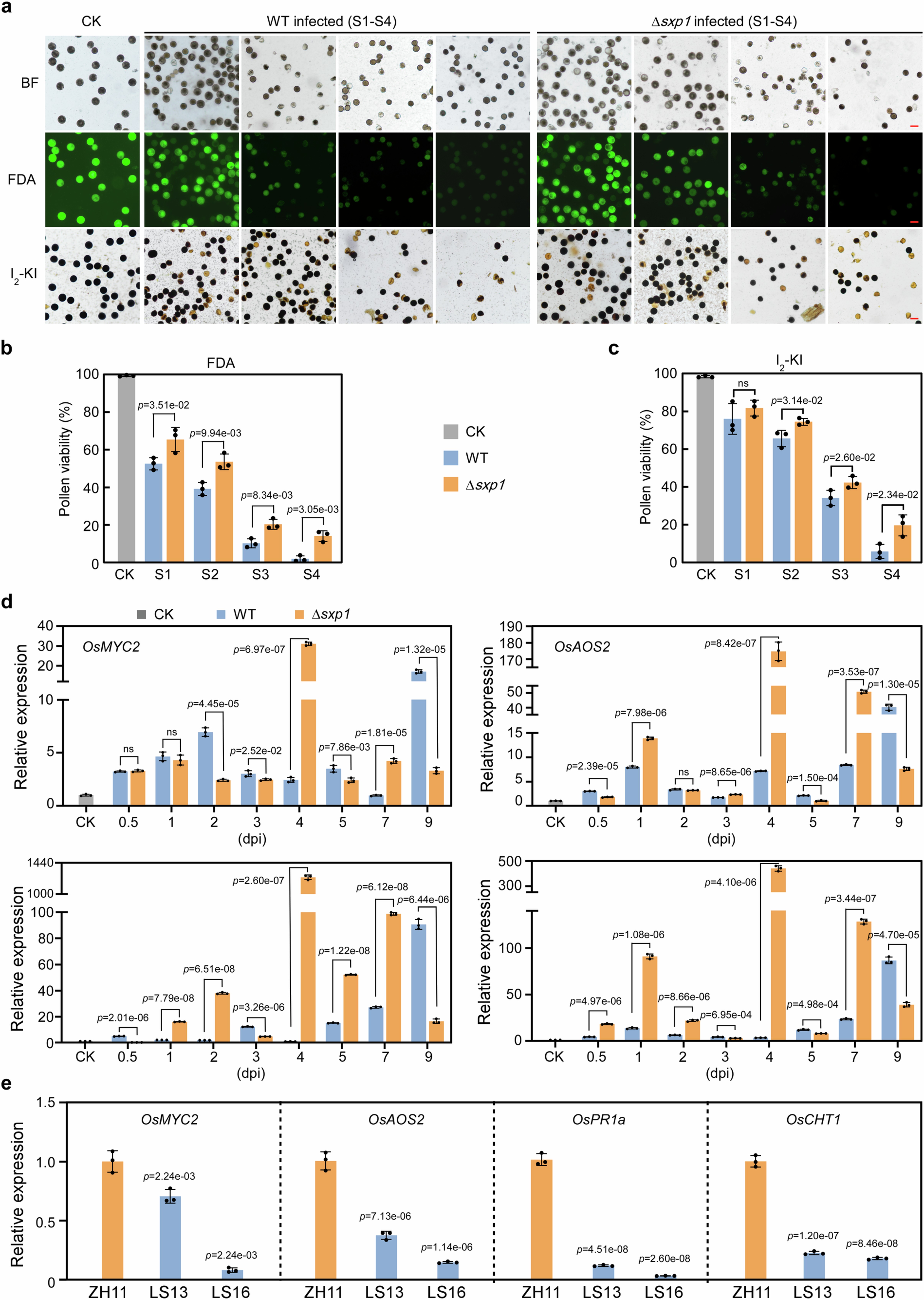 Extended Data Fig. 5: Sxp1 impairs pollen viability and suppresses the expression of pathogenesis-related (PR) genes in rice.