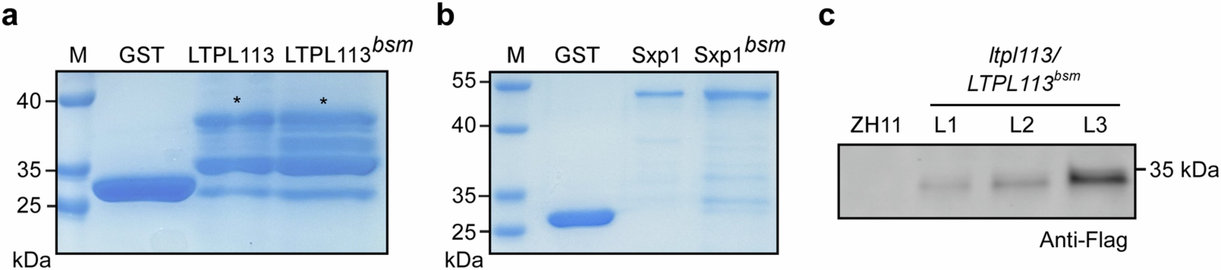 Extended Data Fig. 9: Verification of recombinant protein expression.