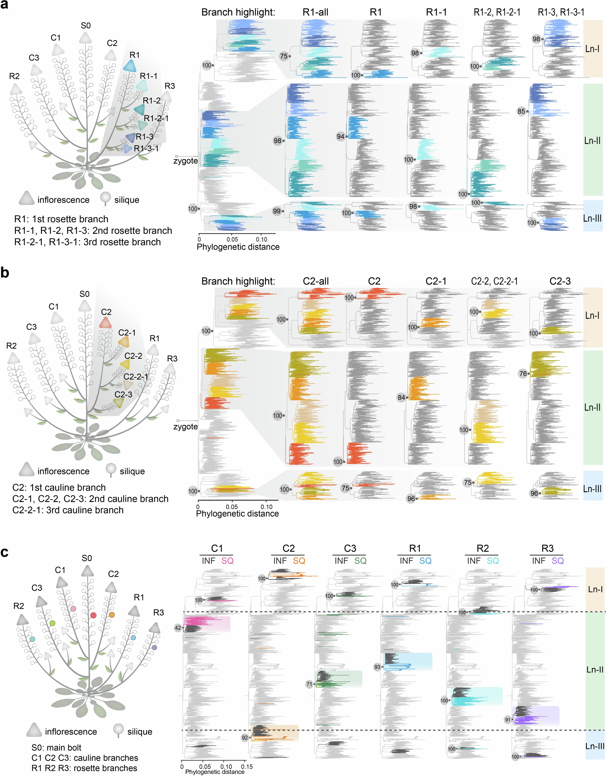 Extended Data Fig. 5: The three-cell pattern holds for the secondary and tertiary branches and siliques.