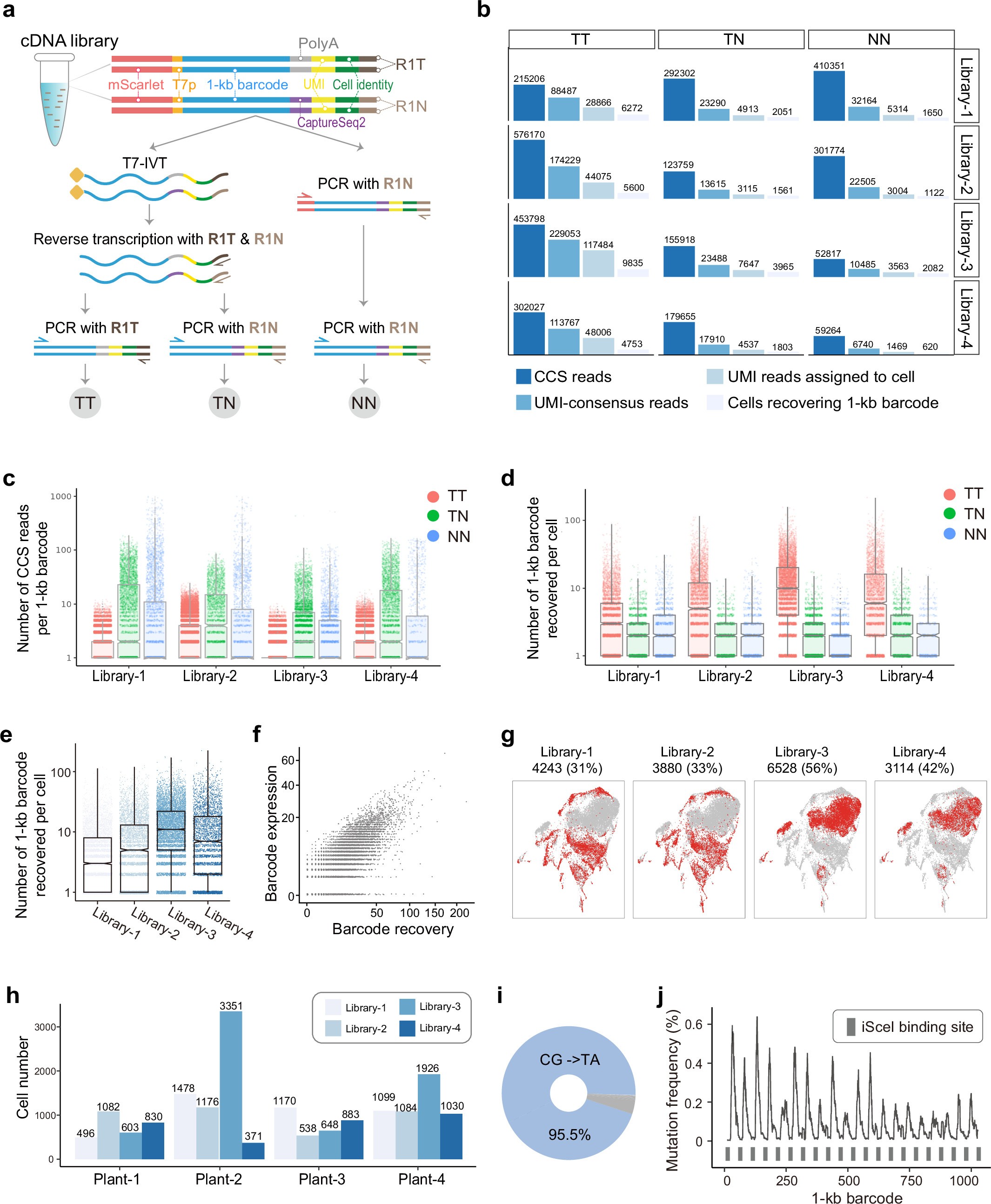 Extended Data Fig. 7: cDNA barcode amplification and recovery.