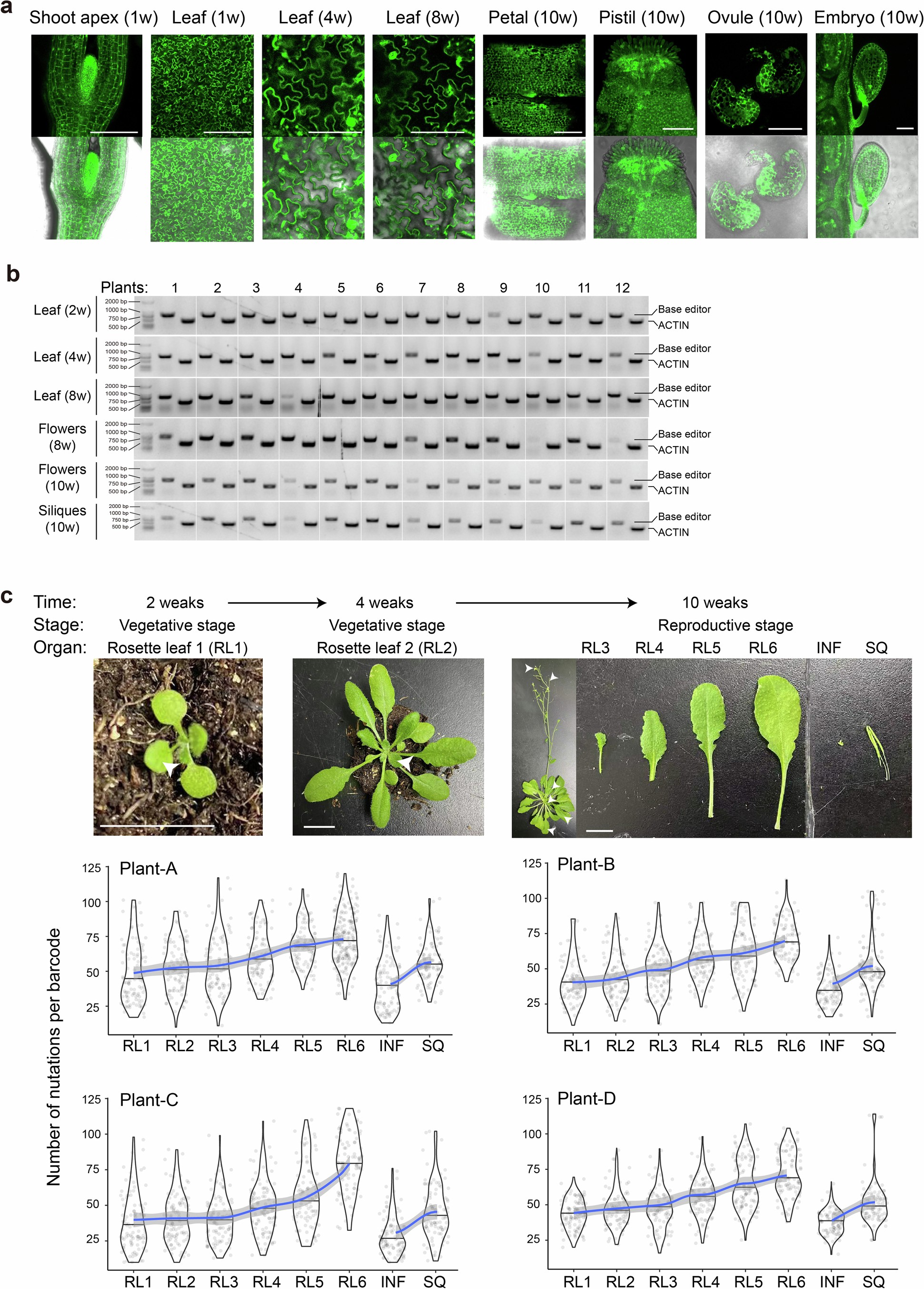 Extended Data Fig. 2: Time-course profiling of base editor activity and mutation accumulation.