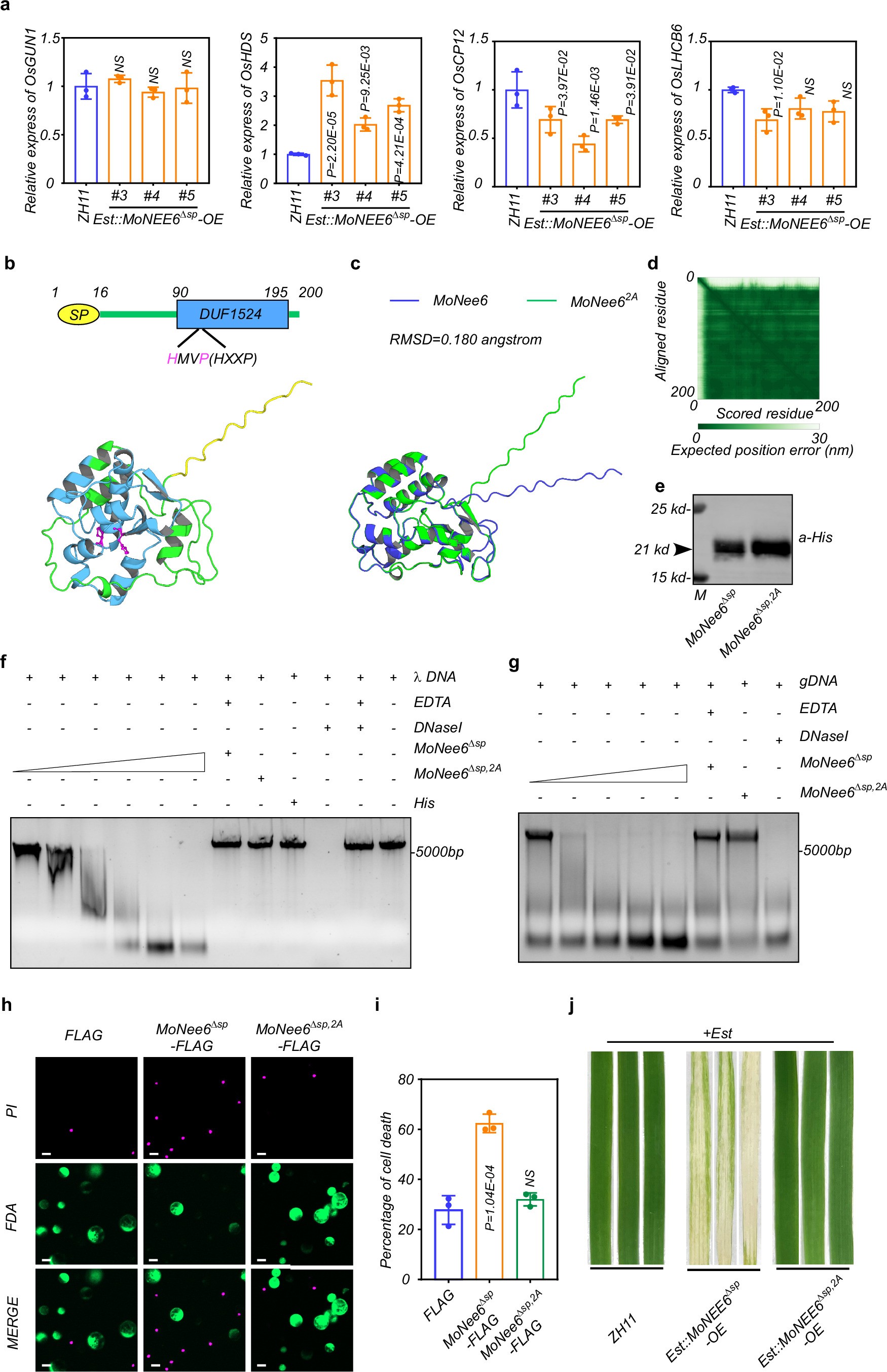 Extended Data Fig. 2: MoNee6 triggers cell death in a nuclease-dependent manner.