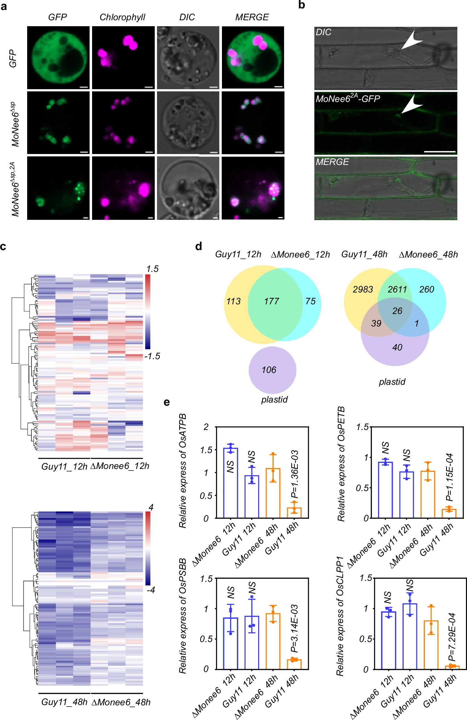 Extended Data Fig. 3: MoNee6 suppresses chloroplast genome-encoded gene expression during M. oryzae mid-to-late infection.