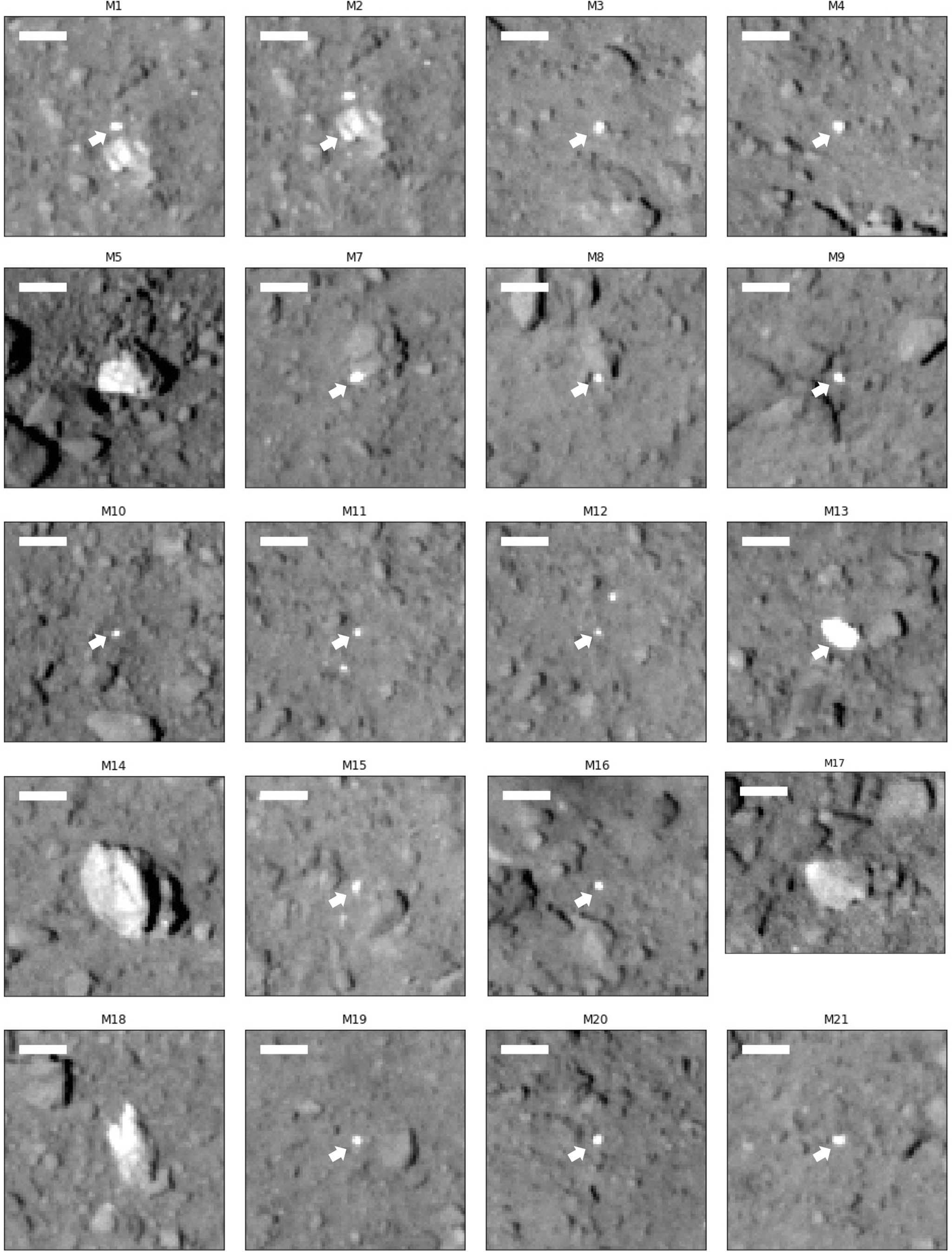 Extended Data Fig. 1