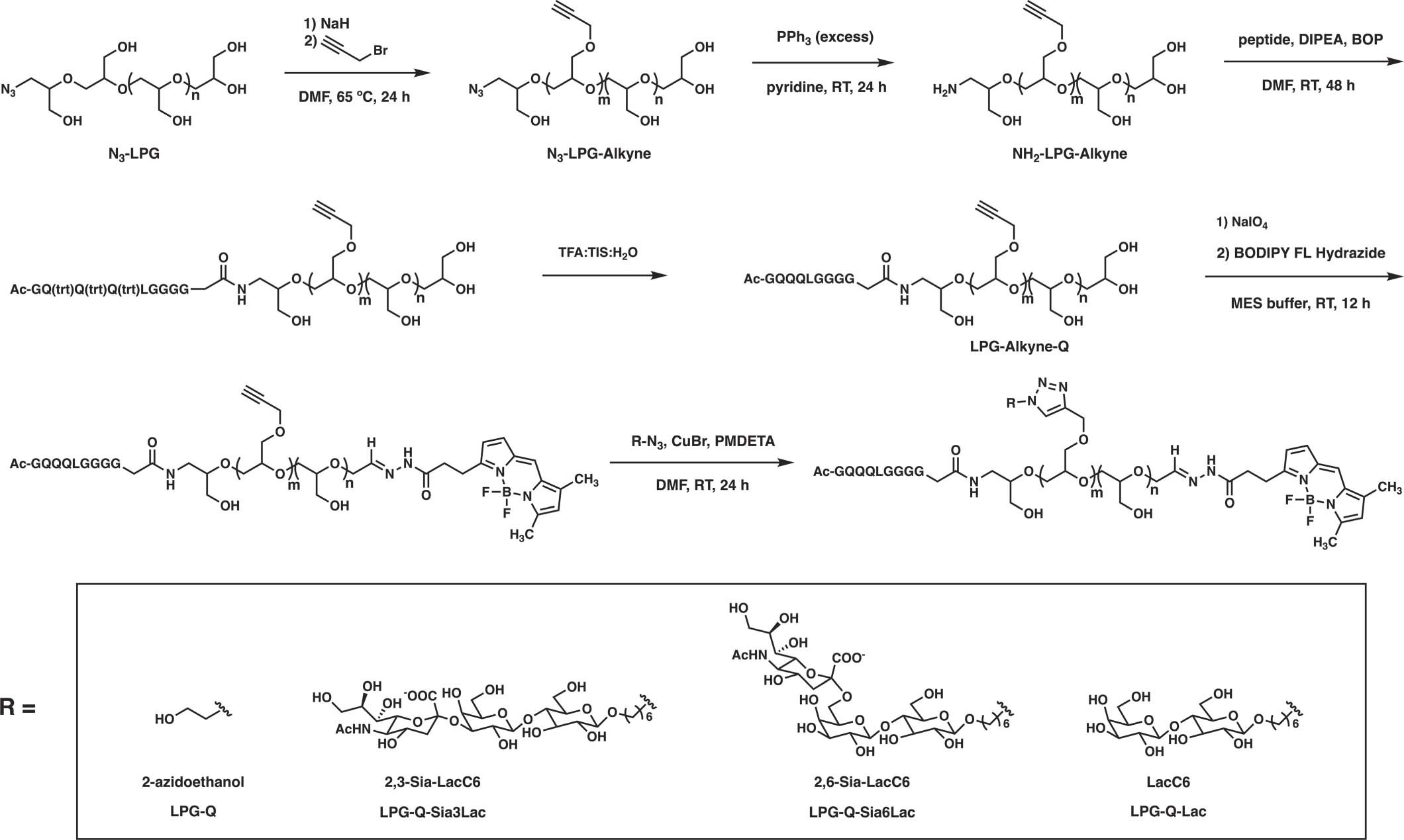 Extended Data Fig. 1: Synthetic overview of the LPG-Q glycopolymers.