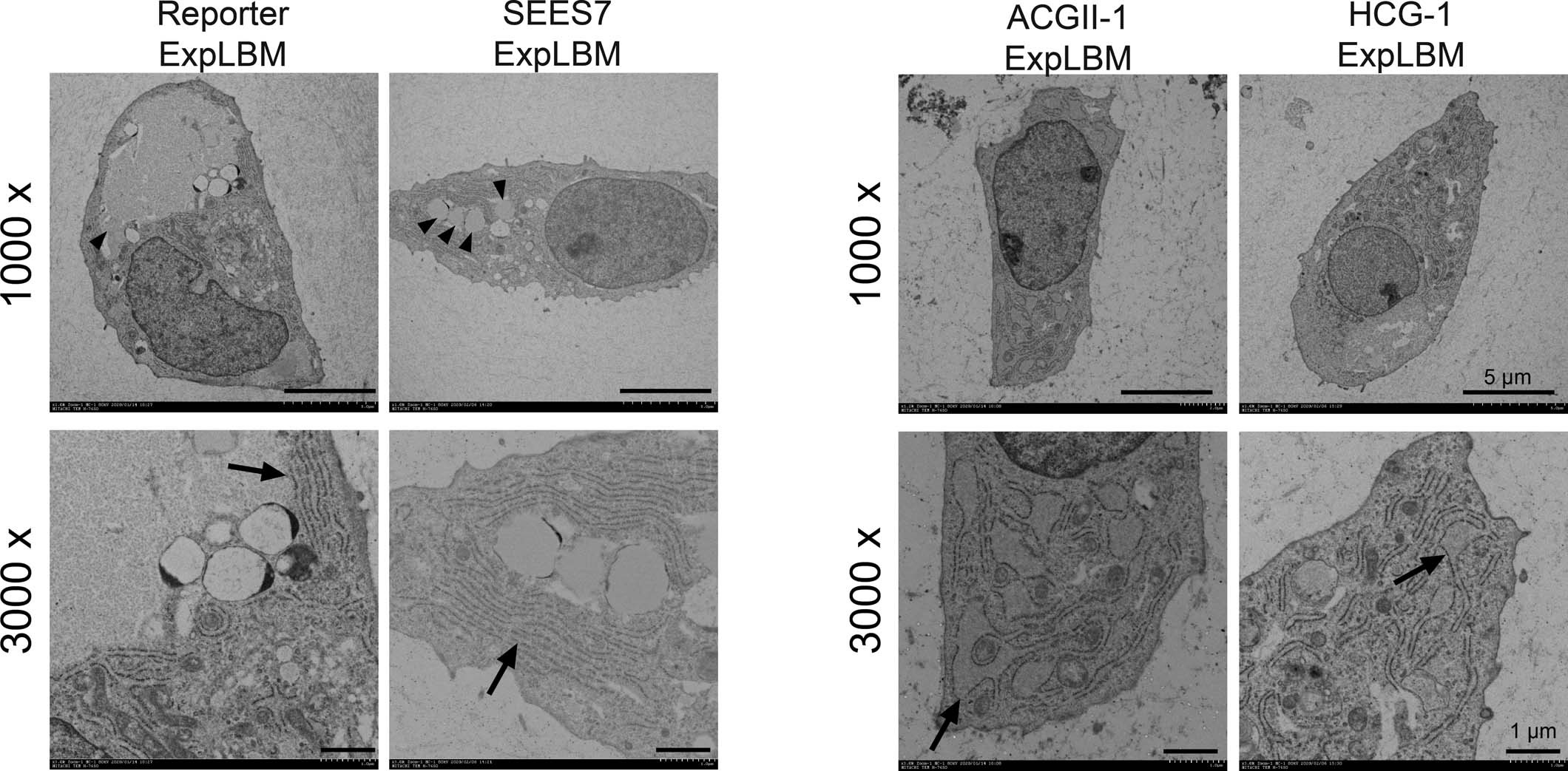 Extended Data Fig. 5