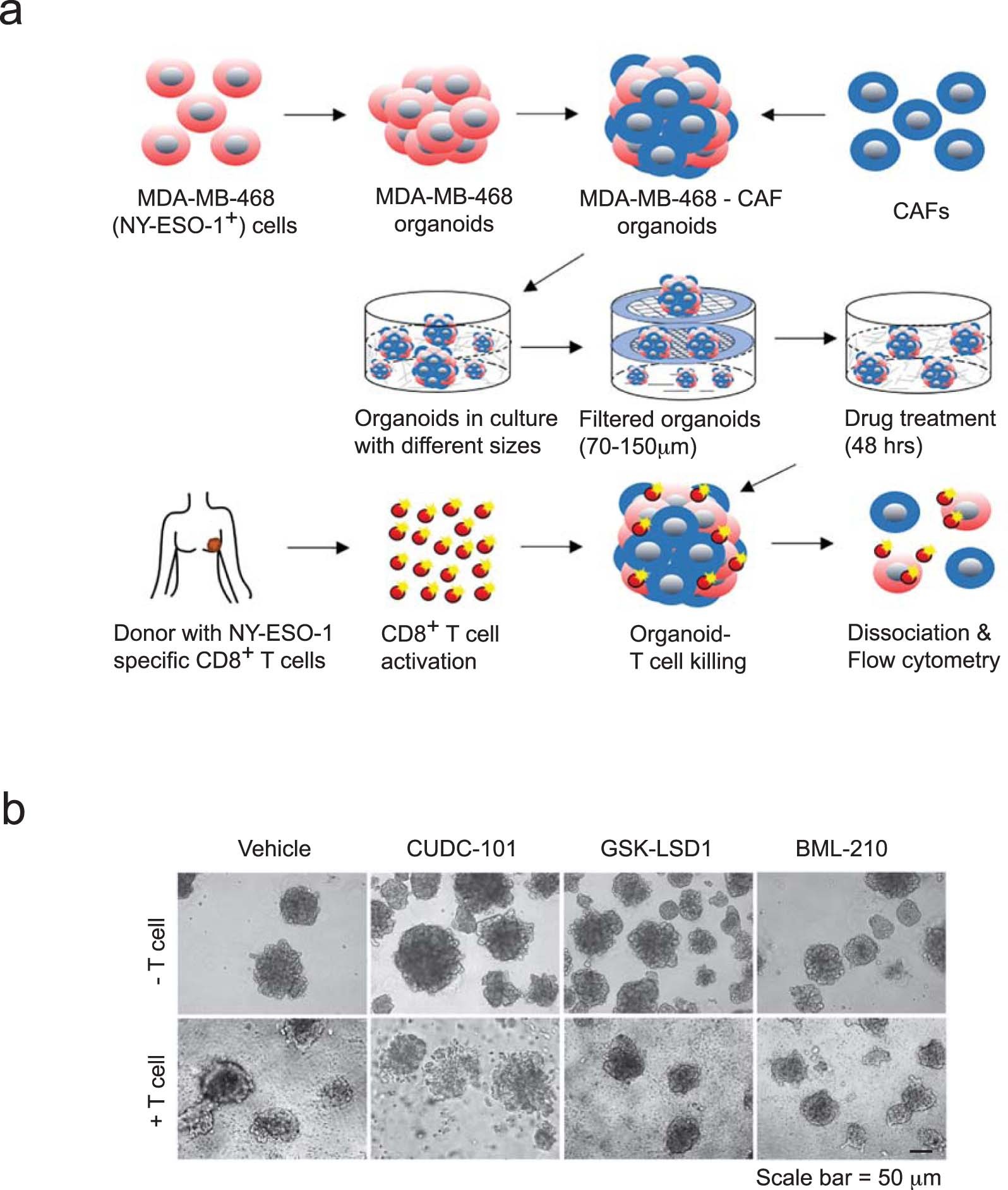 Extended Data Fig. 2: Validation of antitumour activity of the three drug candidates in human tumour organoids.