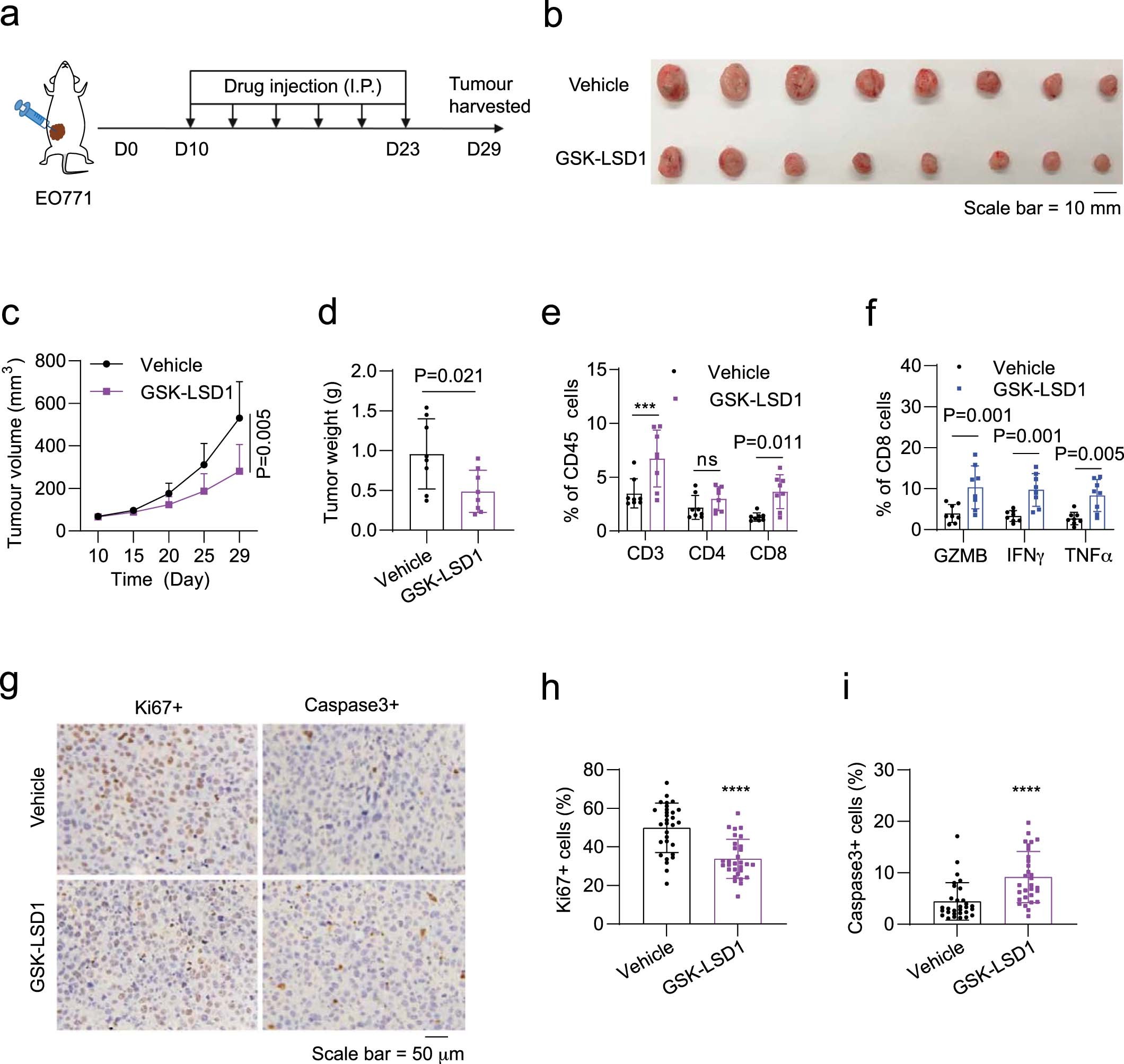 Extended Data Fig. 5: Antitumour activity of GSK-LSD1 in mouse breast tumour models.