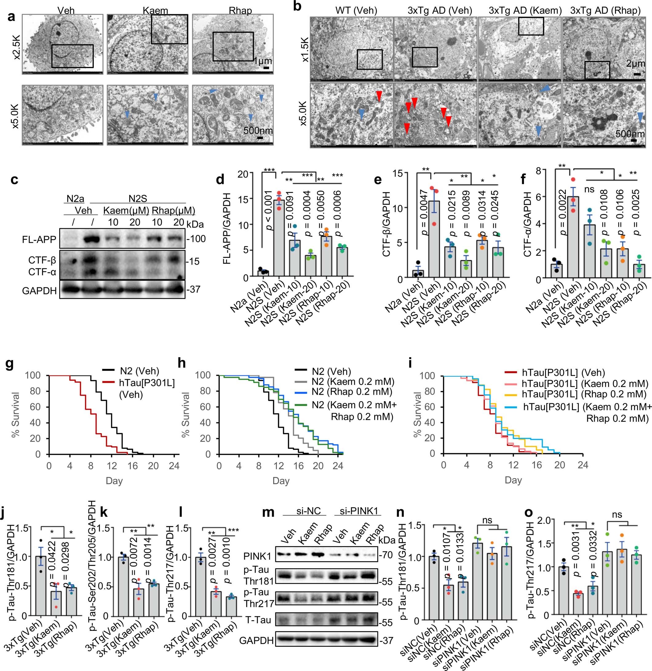 Extended Data Fig. 1: Kaem and Rhap induce mitophagy, abrogate disease pathologies, and improve healthspan and lifespan in cells, worm, or mouse models of AD.