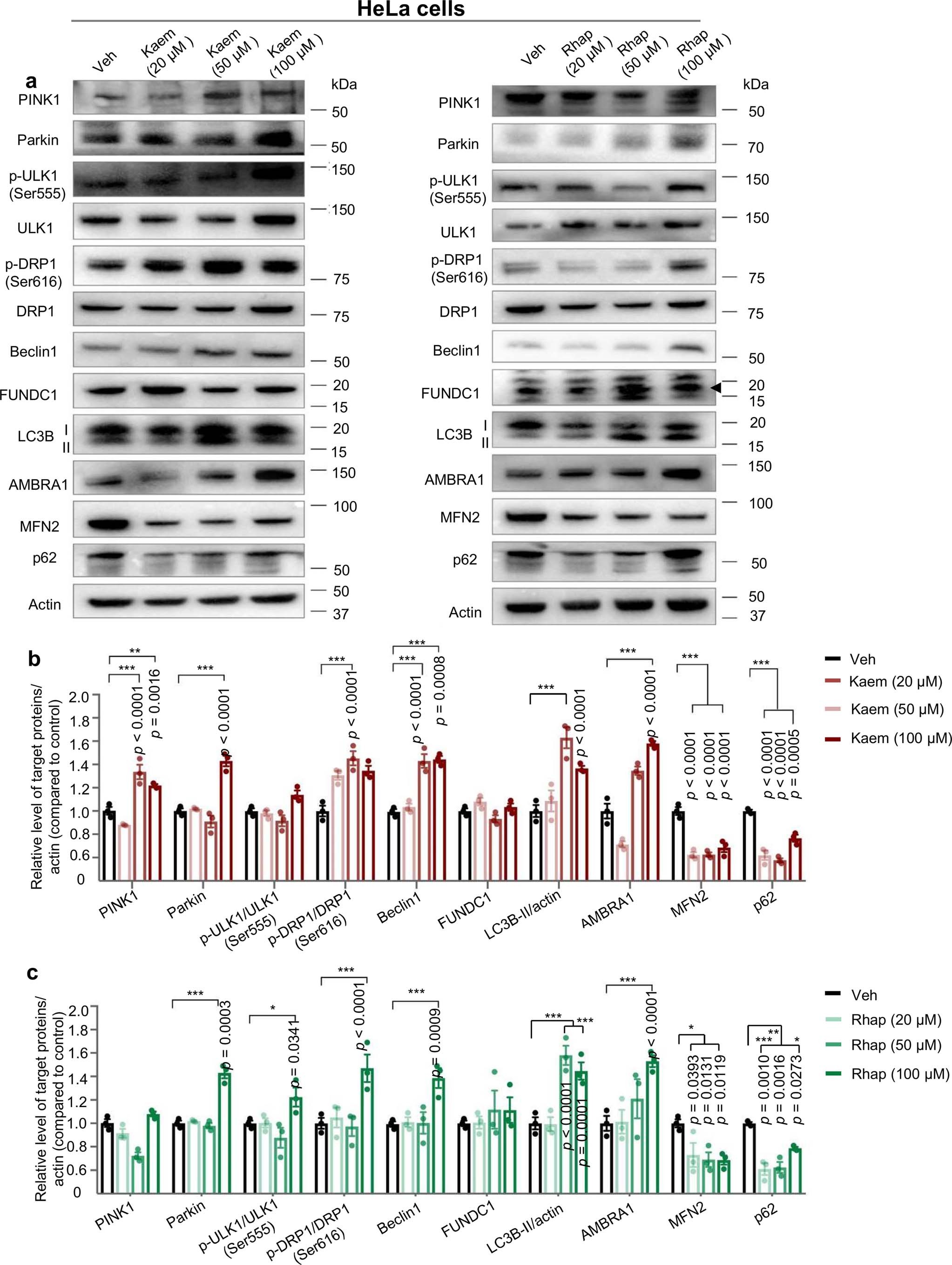 Extended Data Fig. 2: Kaem and Rhap induce expression of a broad spectrum of autophagy/mitophagy proteins.