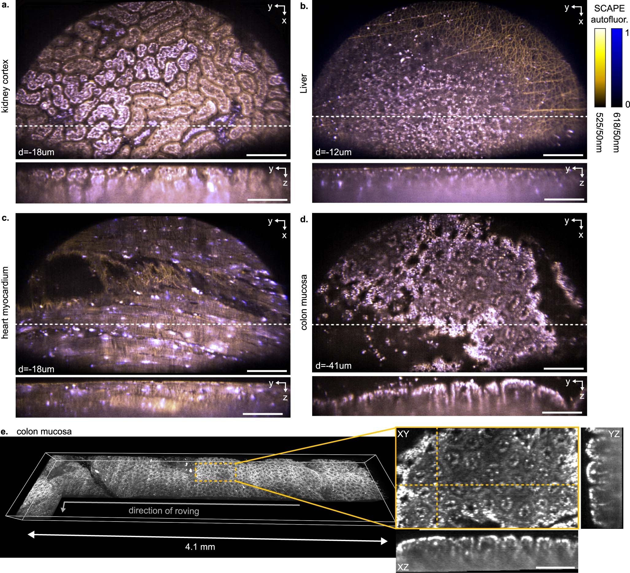Extended Data Fig. 2: Label-free imaging of fresh mouse tissue with miniaturized MediSCAPE.