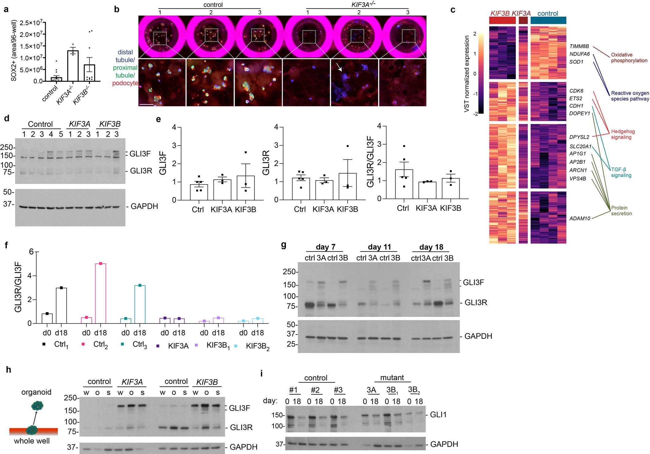 Extended Data Fig. 4
