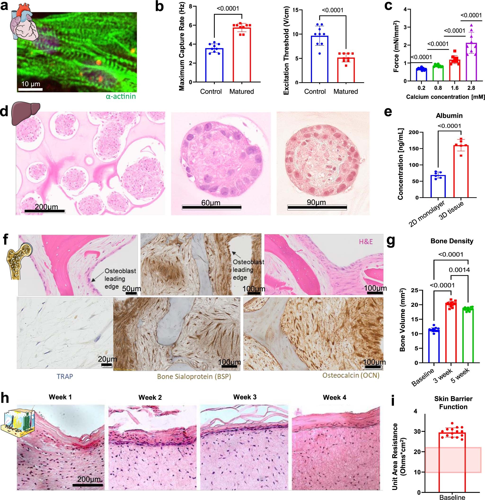 Extended Data Fig. 3: Characterization of tissue specific maturation.