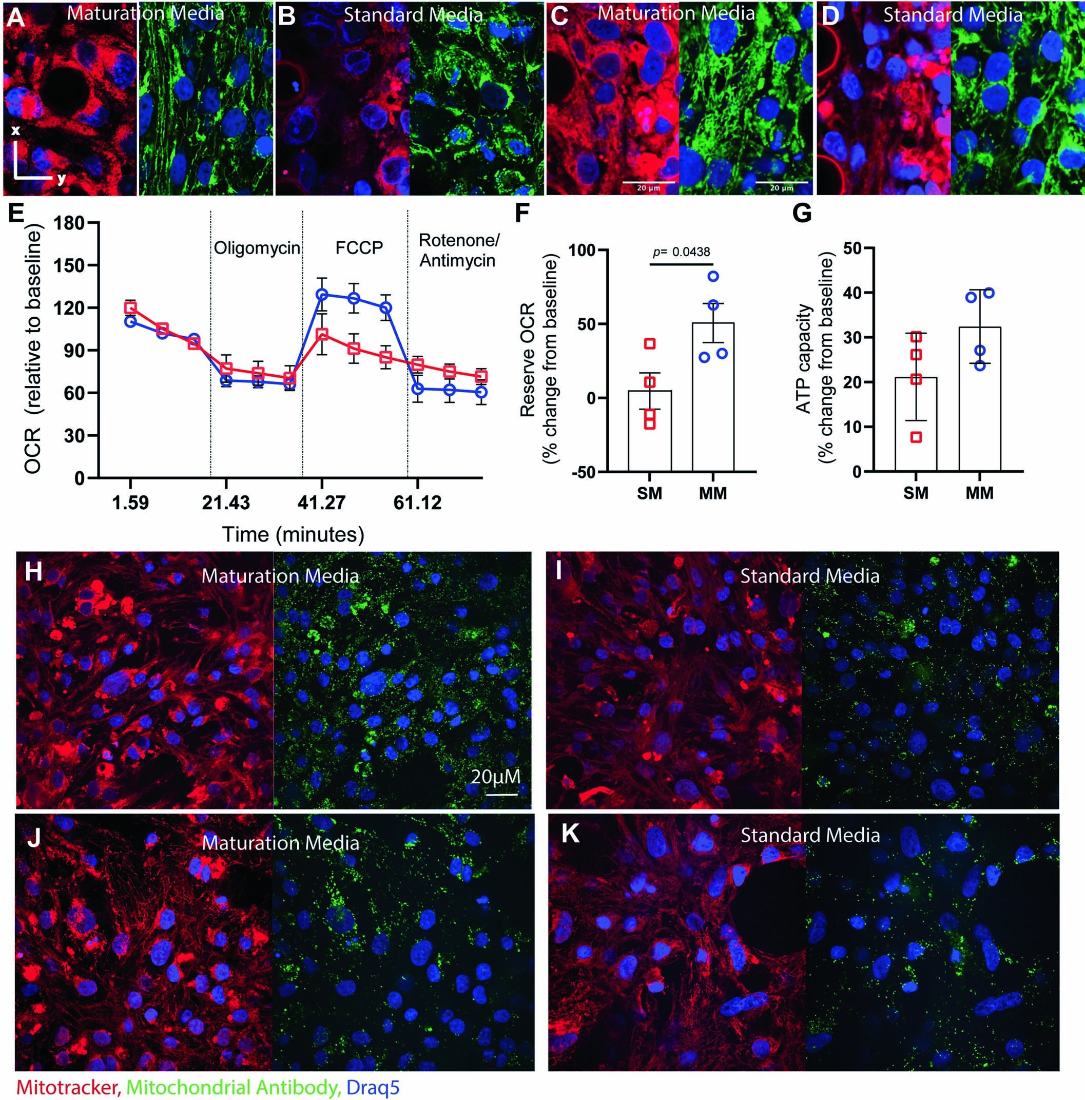 Extended Data Fig. 5: Extended mitochondrial and metabolic analysis of MPS and 2D iPSC-CM monolayers.