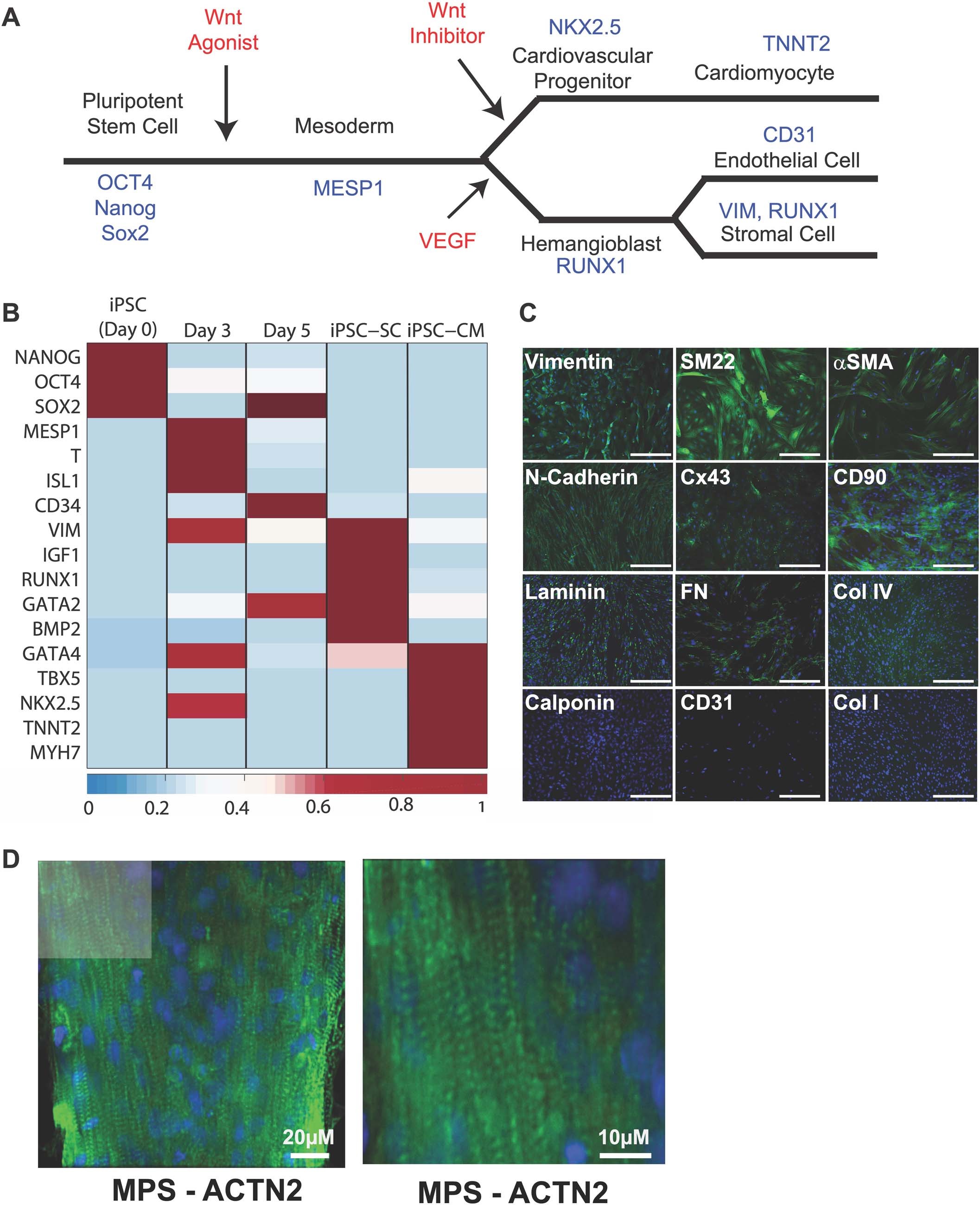 Extended Data Fig. 1: Development and characterization of iPSC-stromal cells.