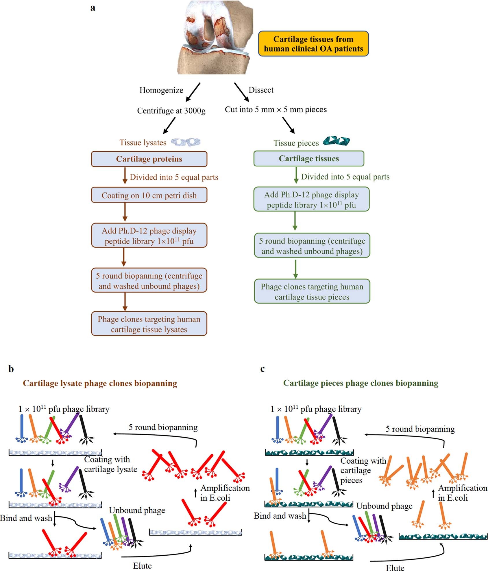 Extended Data Fig. 1: Biopanning of phage clones targeting OA cartilage.