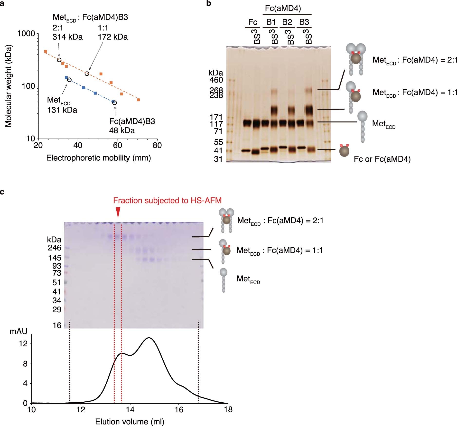 Extended Data Fig. 5: Analysis of BS3-stabilized 2:1 complex of MetECD and Fc(aMD4)B3.