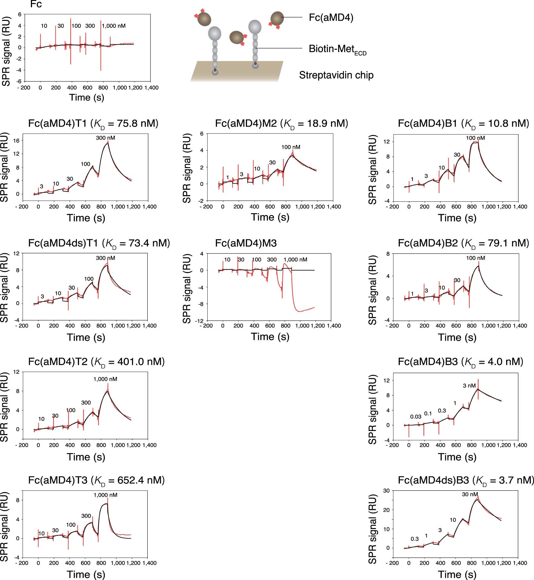 Extended Data Fig. 2: Binding of Fc or Fc(aMD4) to human MetECD.