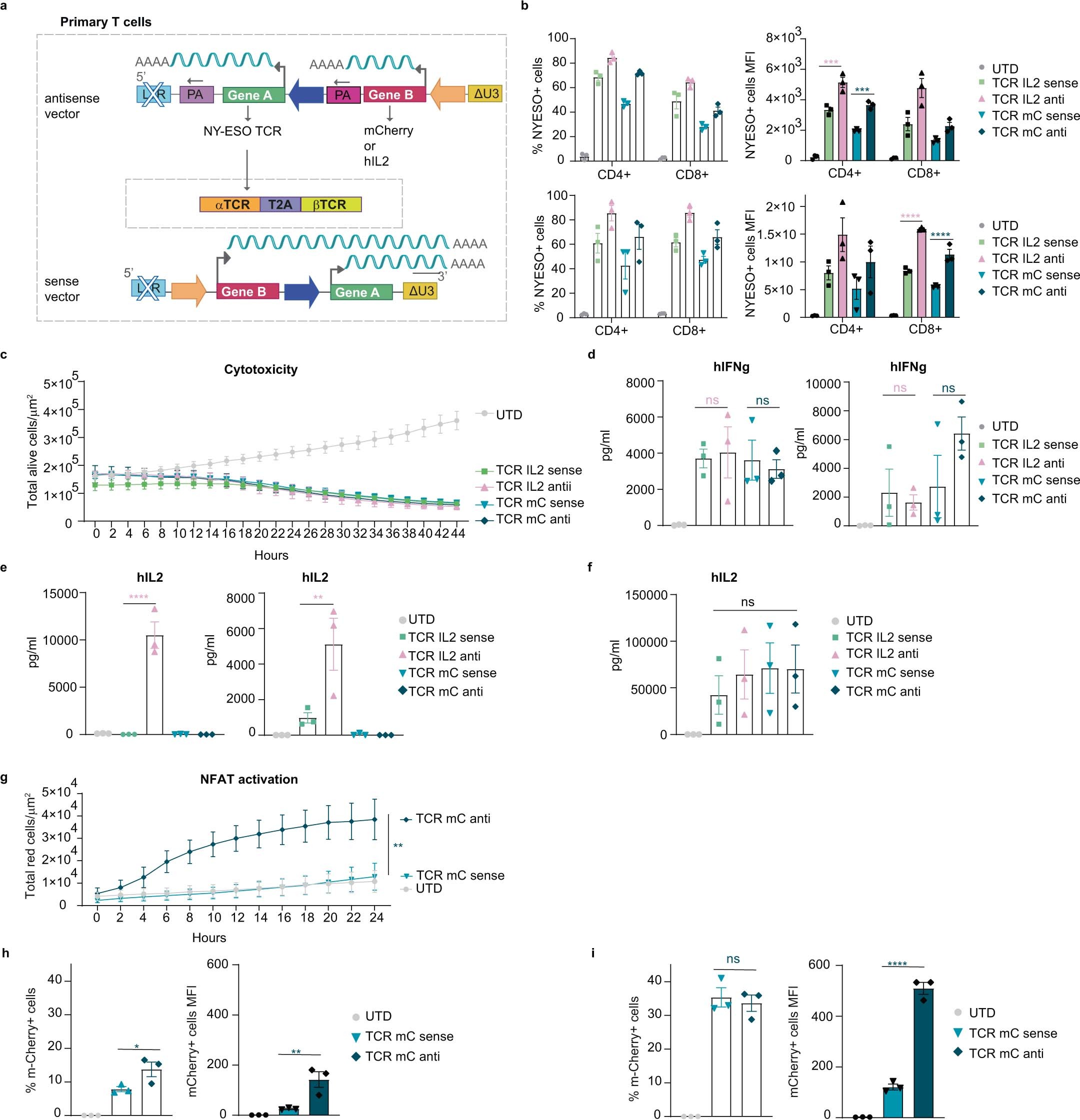 Extended Data Fig. 4: Higher levels of inducible gene-cargo are produced by TCR-T cells transduced with the dual antisense versus sense lentiviral vector.