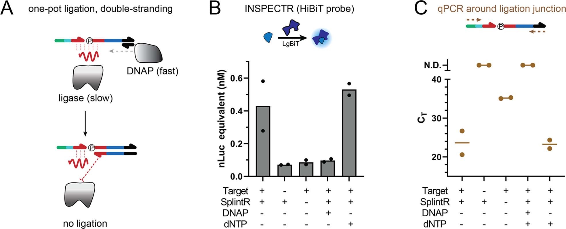 Extended Data Fig. 3: One-pot INSPECTR fails due to the incompatibility in reaction rates between splint-ligation and probe double-stranding.
