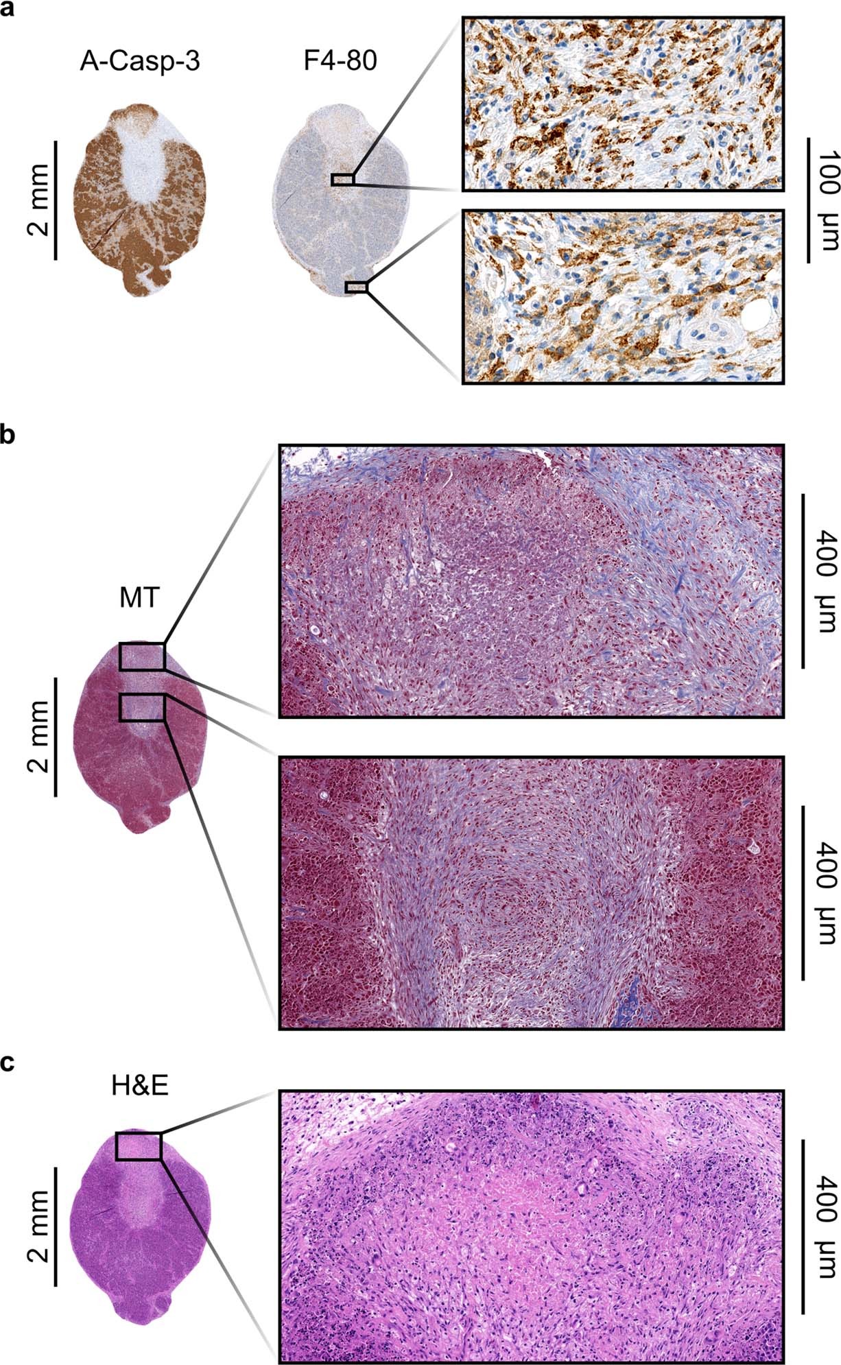 Extended Data Fig. 1