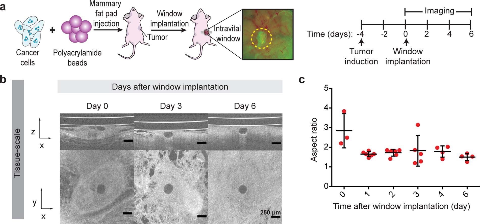 Extended Data Fig. 1: Window implantation after tumour growth causes artificial compression.