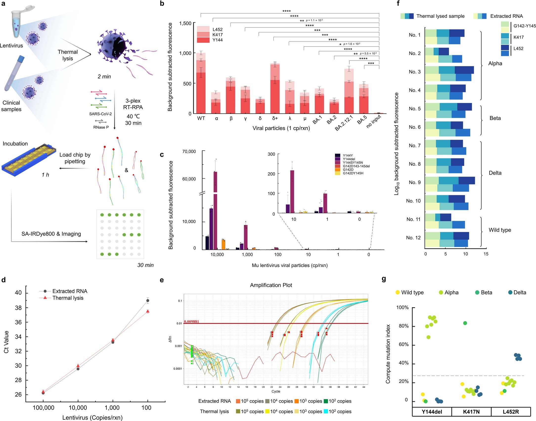 Extended Data Fig. 7: SARS-CoV-2 detection and viral-lineage discrimination of thermally lysed clinical samples.