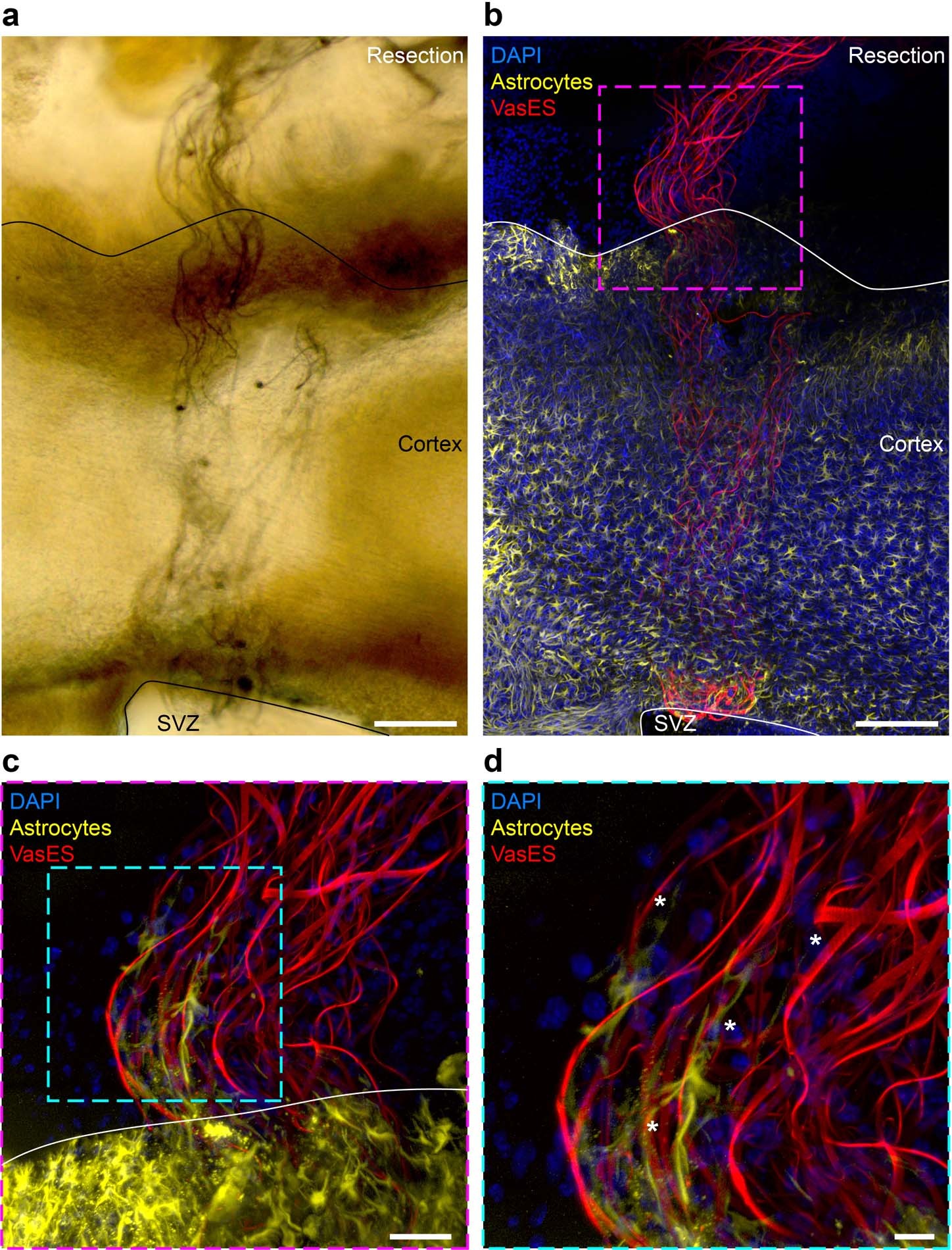 Extended Data Fig. 5