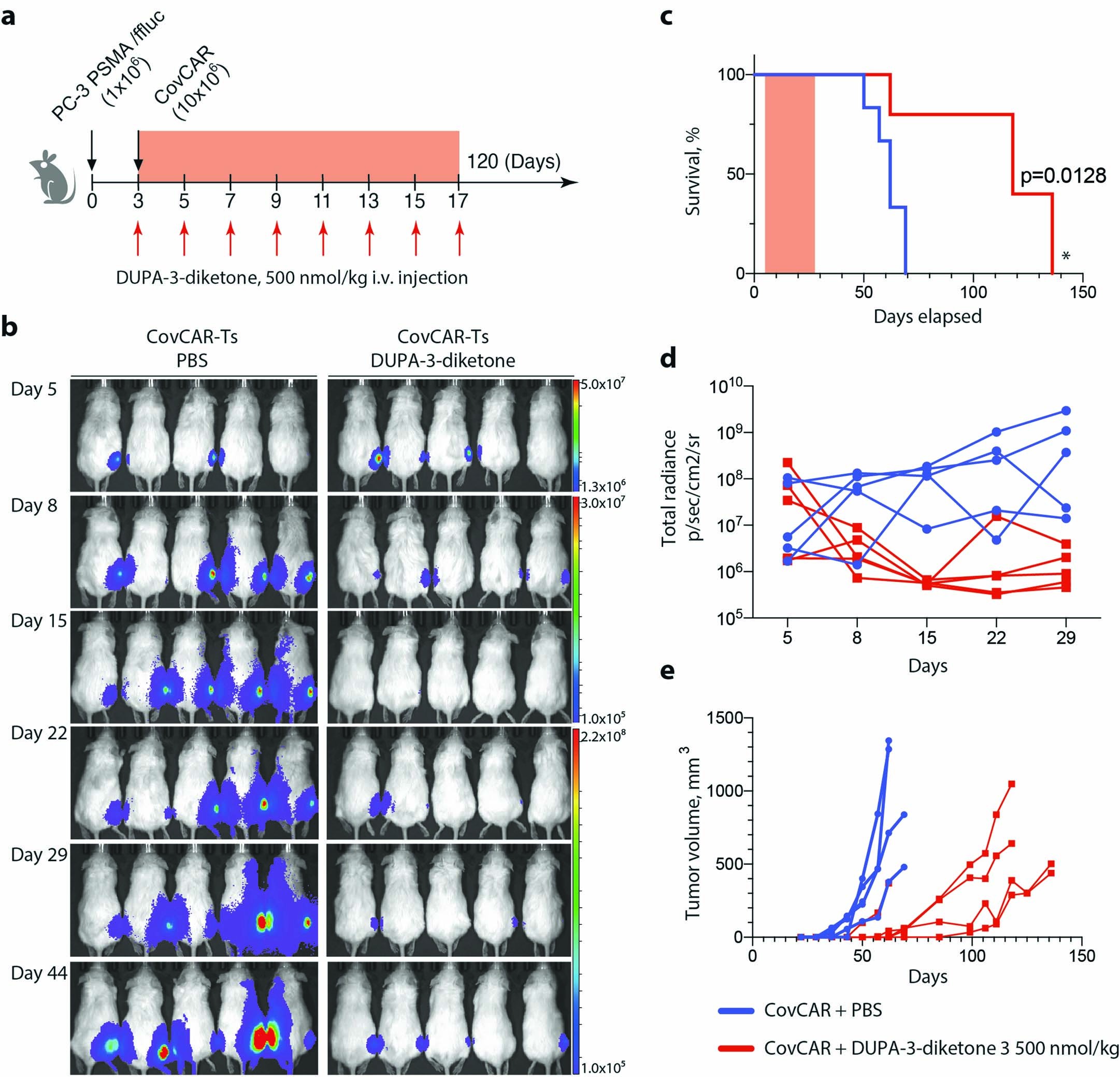 Extended Data Fig. 2: In vivo activity of CovCAR T cells and constant dosage of DUPA-3-diketone injections in a prostate cancer xenograft model.