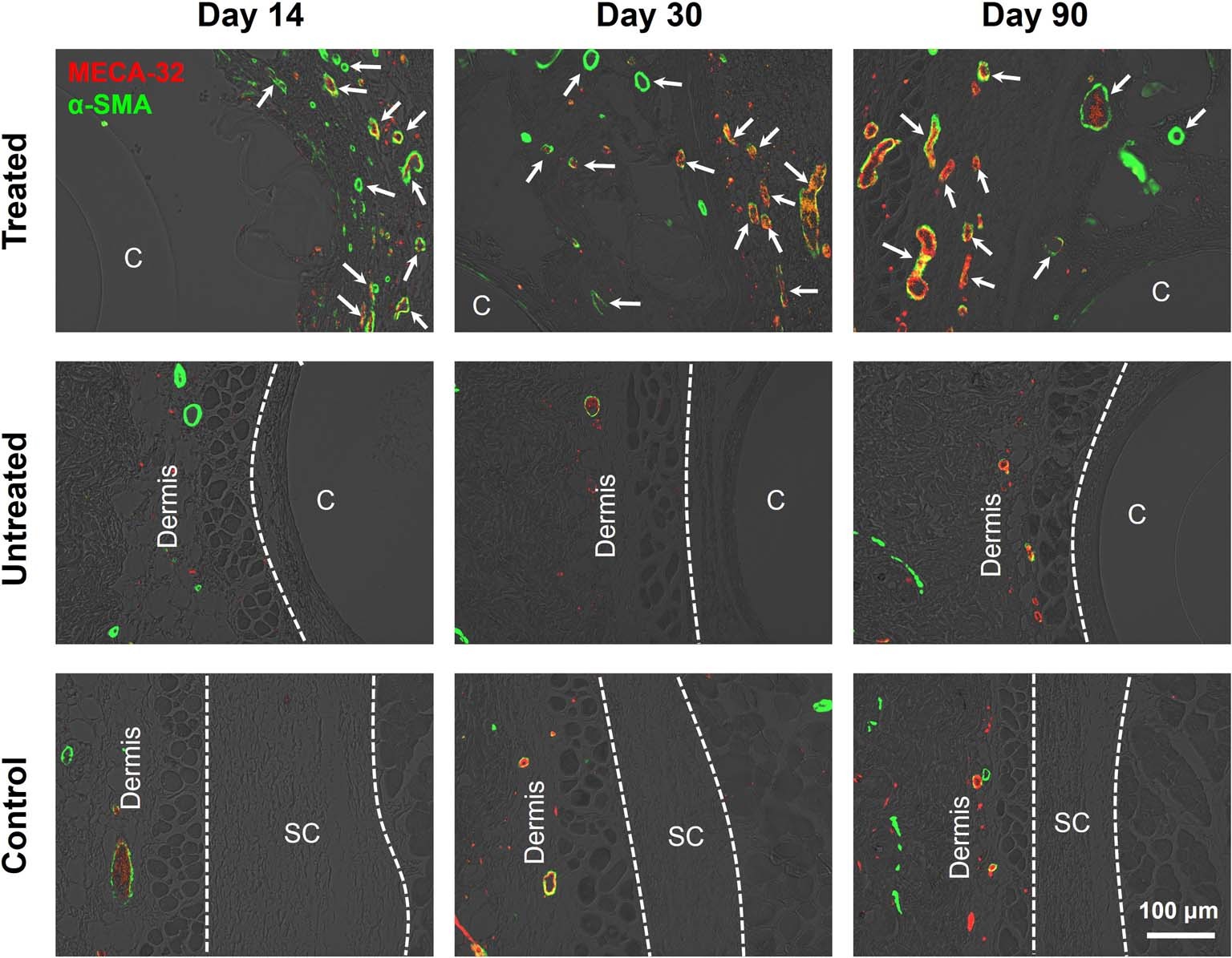 Extended Data Fig. 7: Representative immunofluorescence staining images in three-month diabetic C57BL/6 mice.