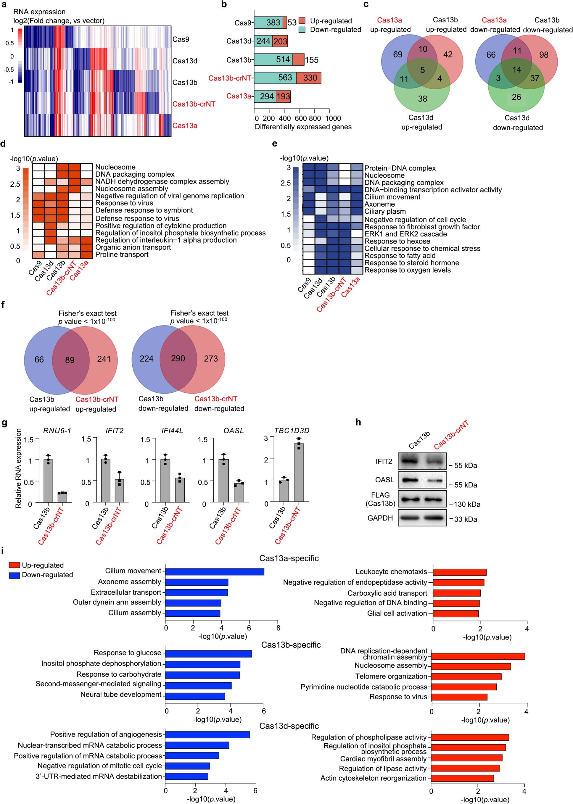 Extended Data Fig. 5: Identification of intrinsic RNA targets of Cas13 by RNA-seq.