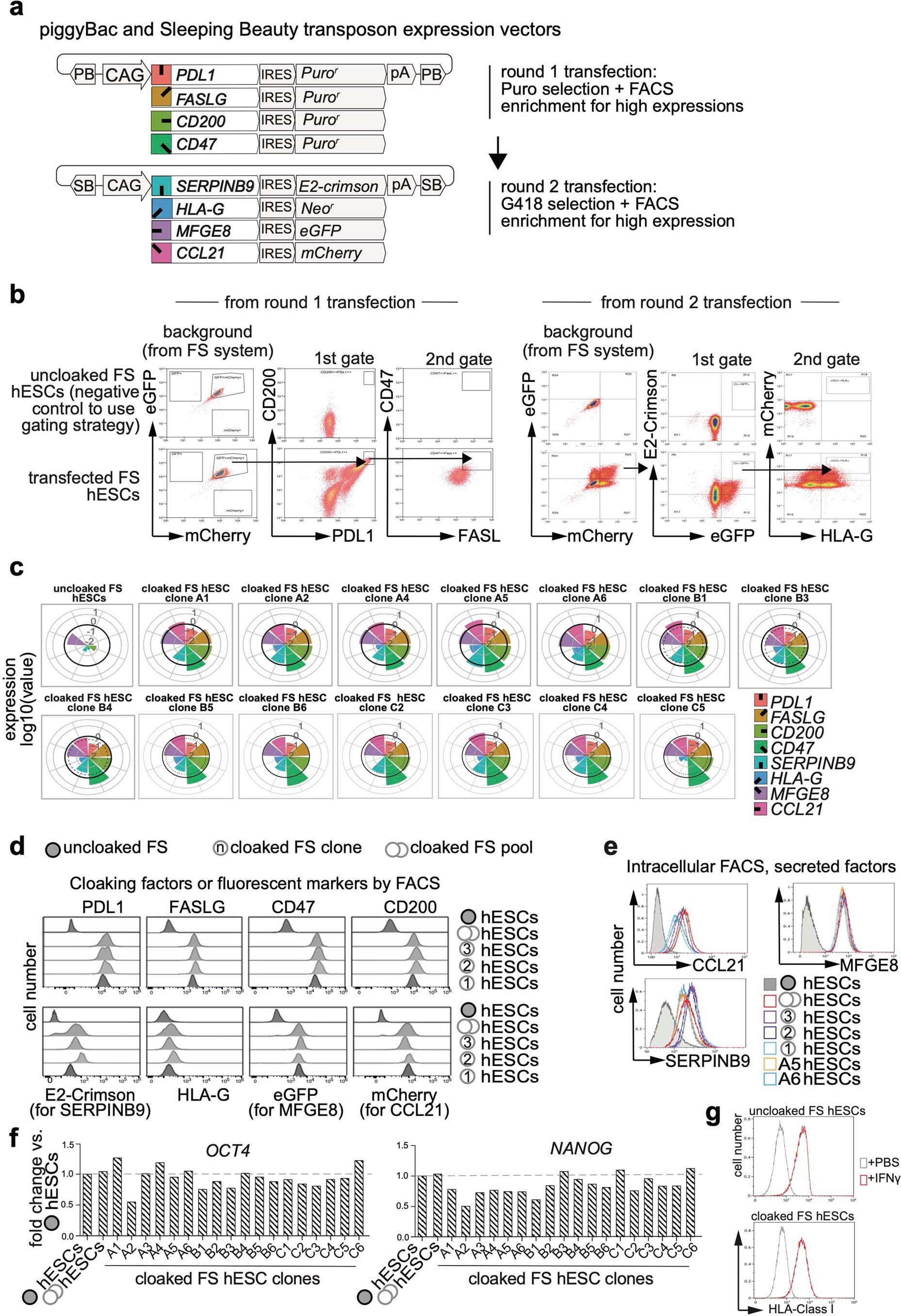 Extended Data Fig. 5: Generation and characterization of hESC lines expressing immunomodulatory transgenes.