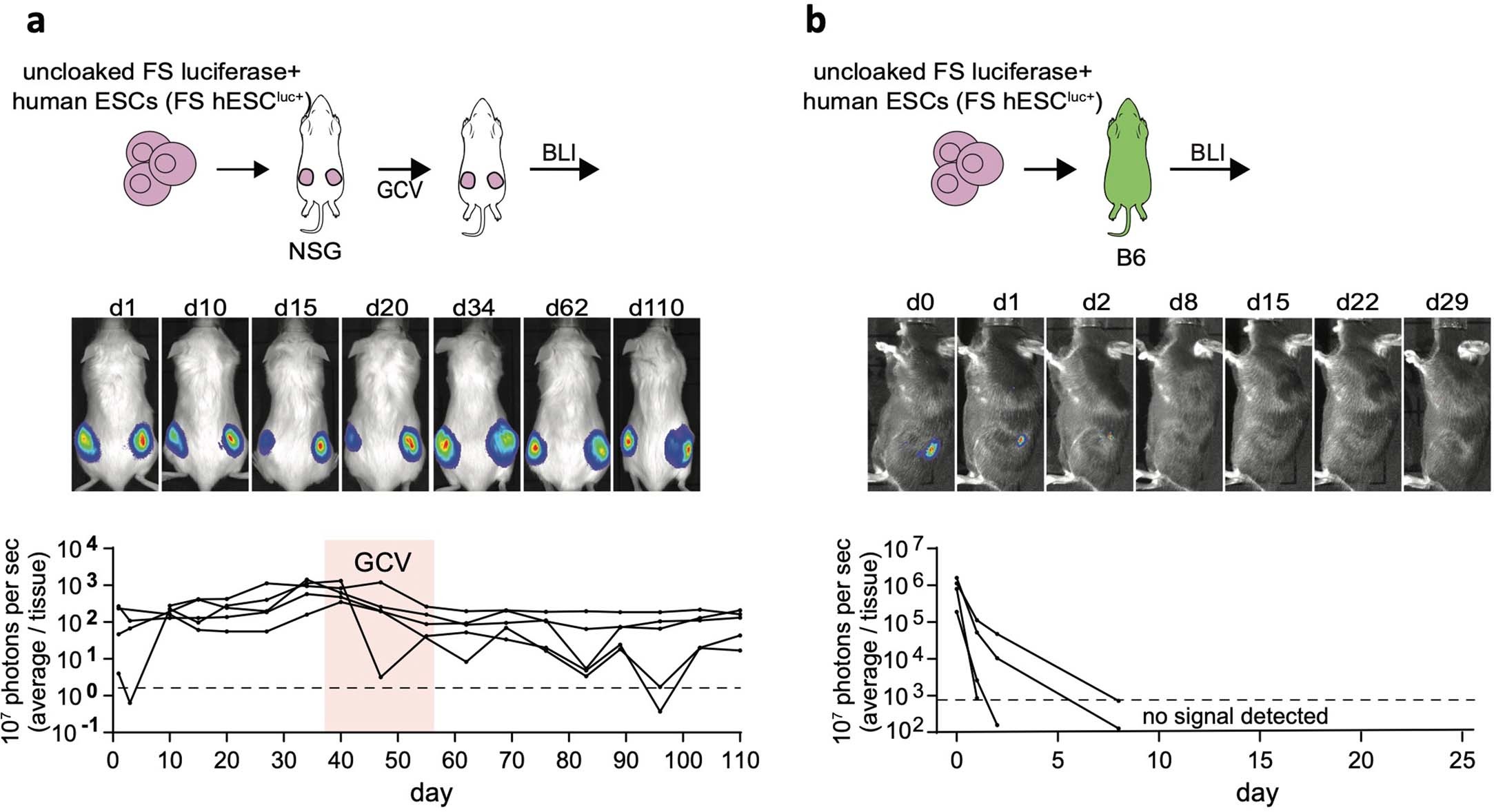 Extended Data Fig. 9: Luciferase imaging FS hESCs transplant in NSG and B6 mice.