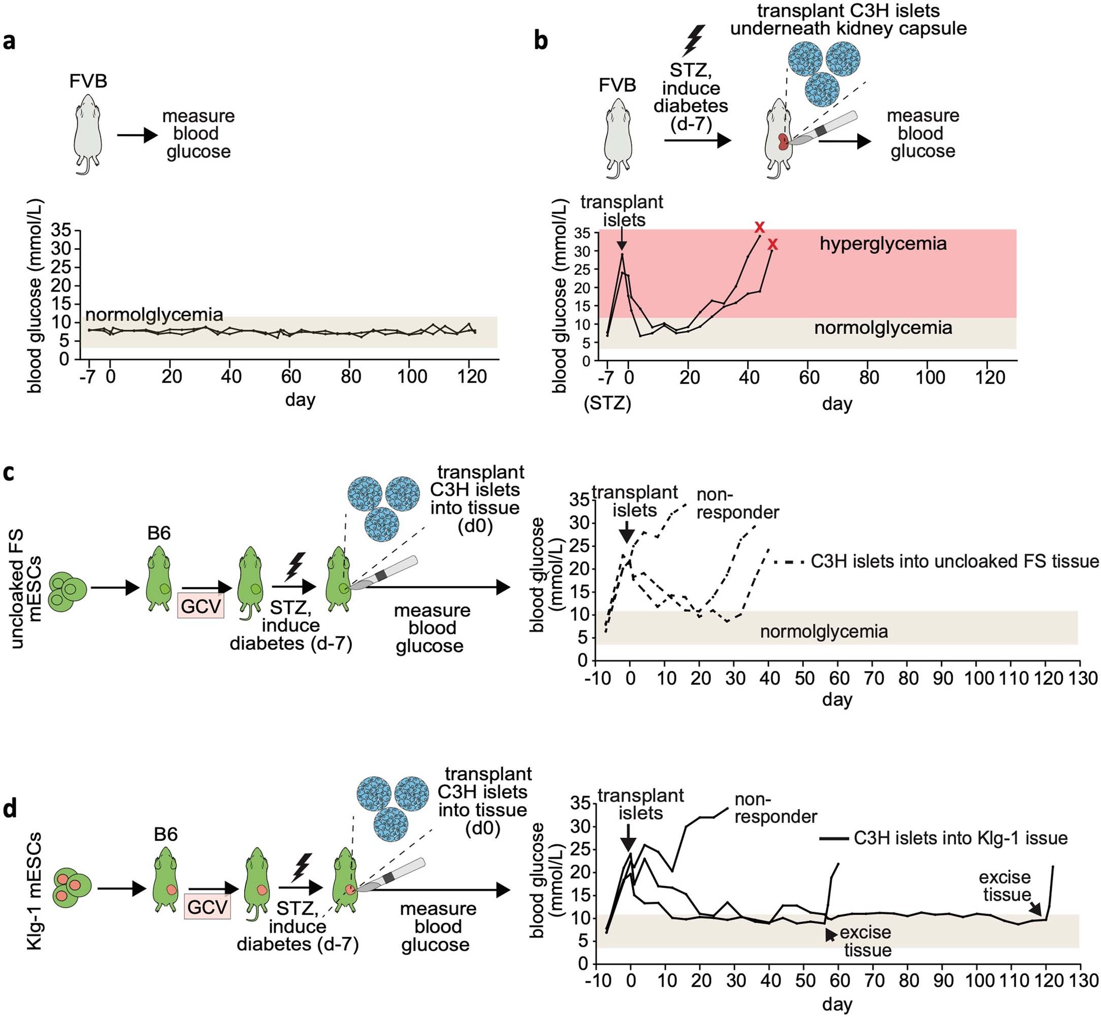 Extended Data Fig. 10: Klg-1 - derived dormant transplant forms immune-privileged tissue that protects allogeneic islets in a mouse model of diabetes.