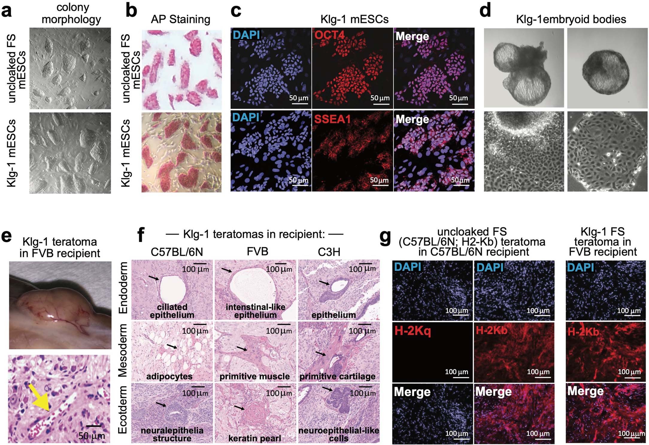 Extended Data Fig. 3: Characterization of uncloaked FS and Klg-1 mESCs.