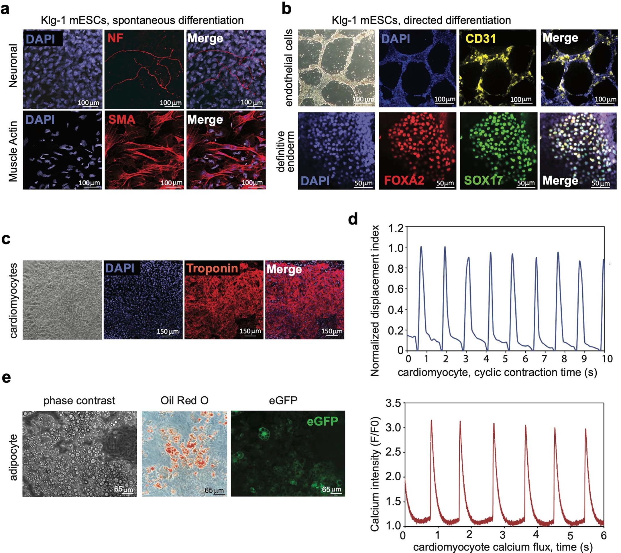 Extended Data Fig. 4: Differentiation of Klg-1 FS mESCs into distinct lineages and cell types.