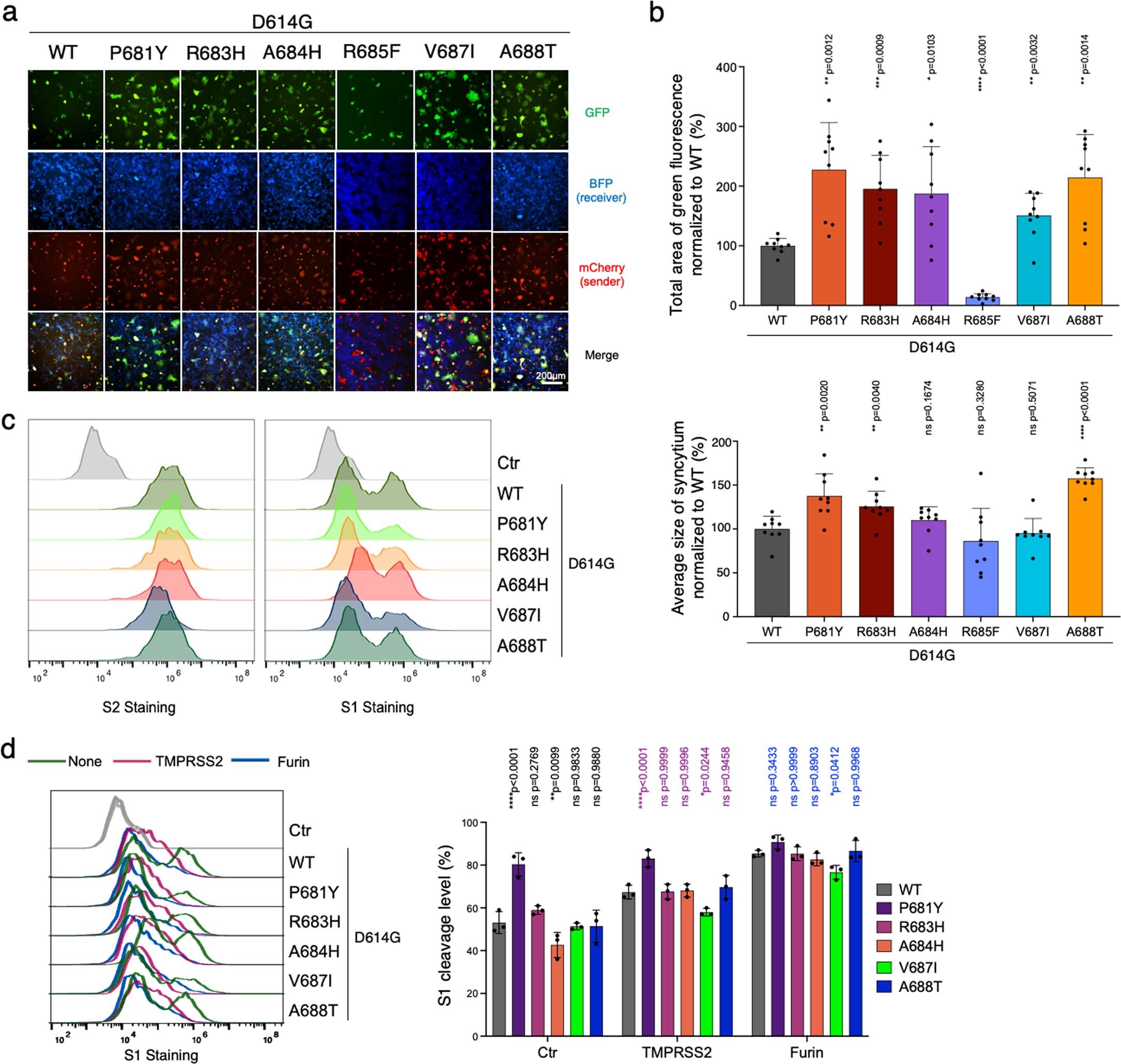 Extended Data Fig. 5: Validation of syncytium-enhancing mutations at the furin cleavage site region in D614G Spike.