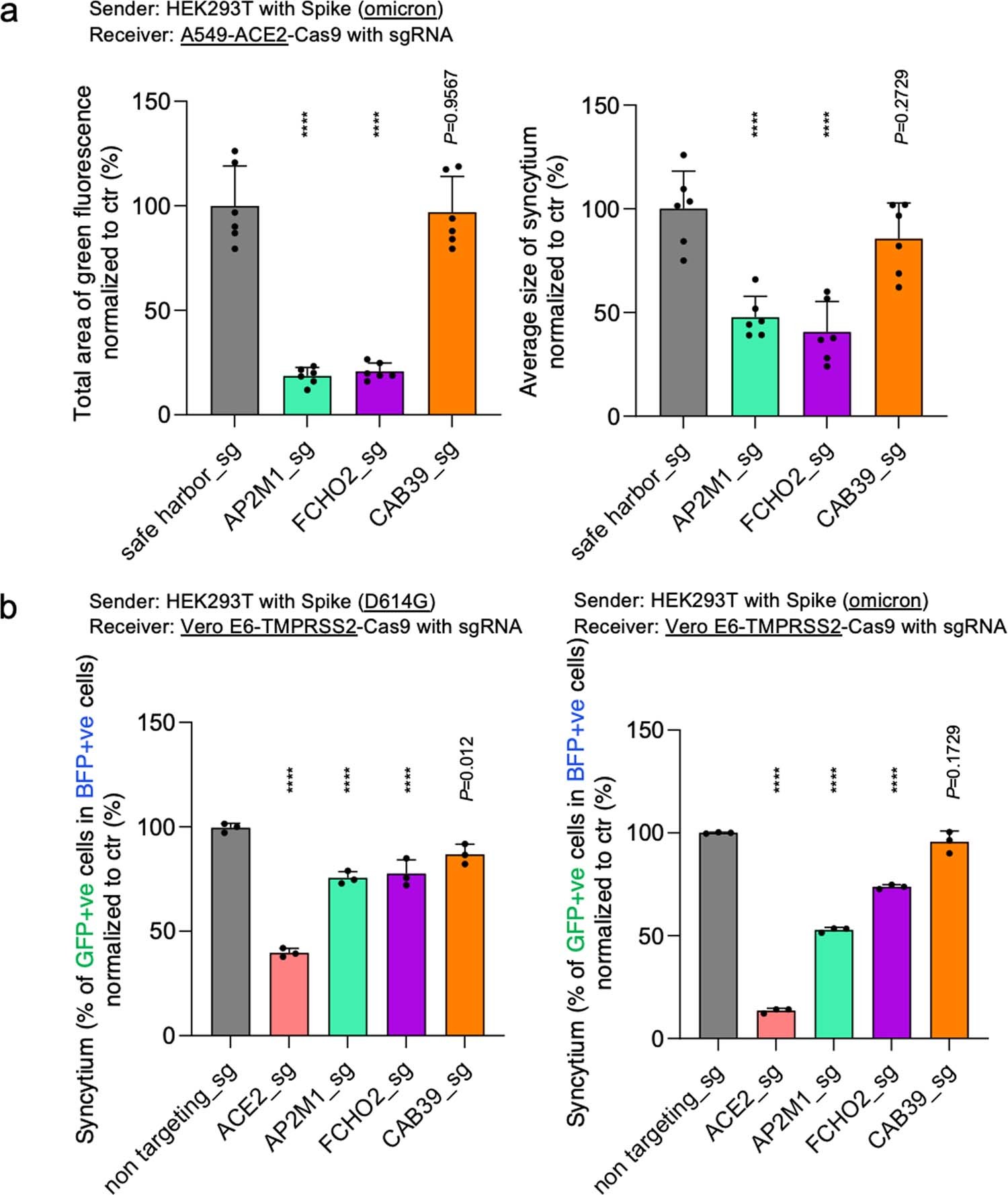 Extended Data Fig. 7: Knockout of FCHO2 and AP2M1 inhibits Omicron Spike-induced syncytium formation.