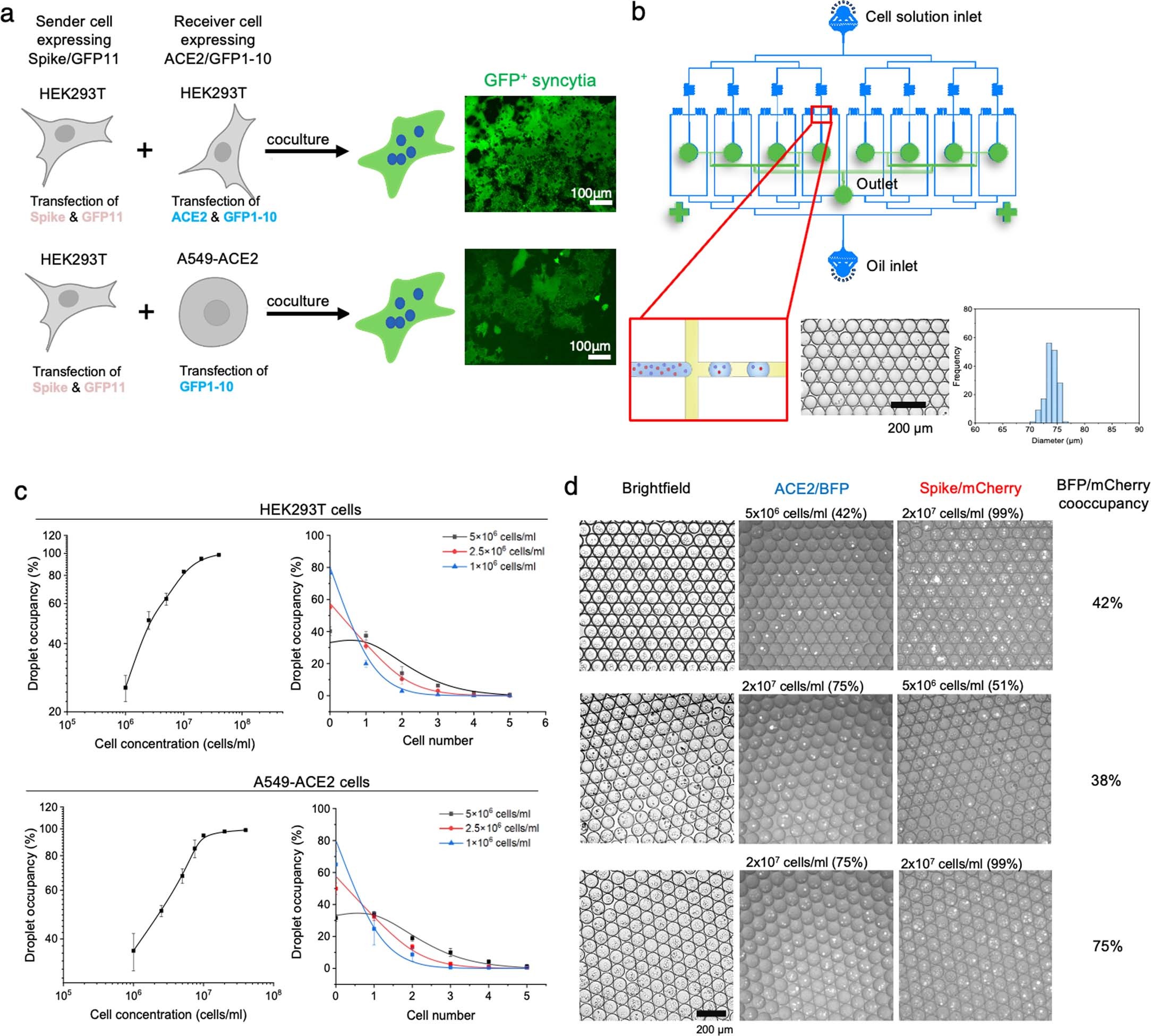 Extended Data Fig. 1: Establishment of systems and conditions for sender-cell and receiver-cell encapsulation in droplets.