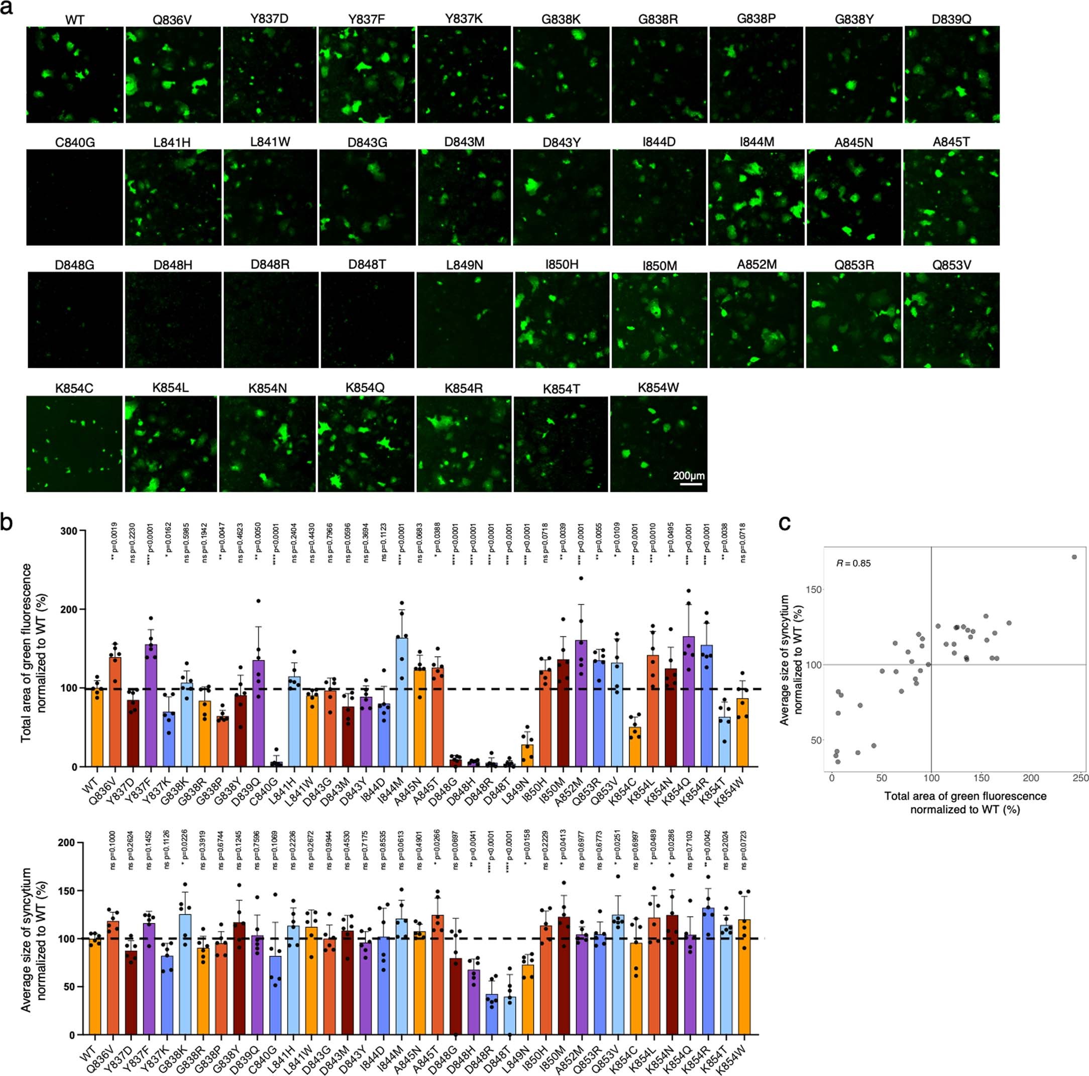 Extended Data Fig. 3: Individual validation of FPPR variants of Spike.