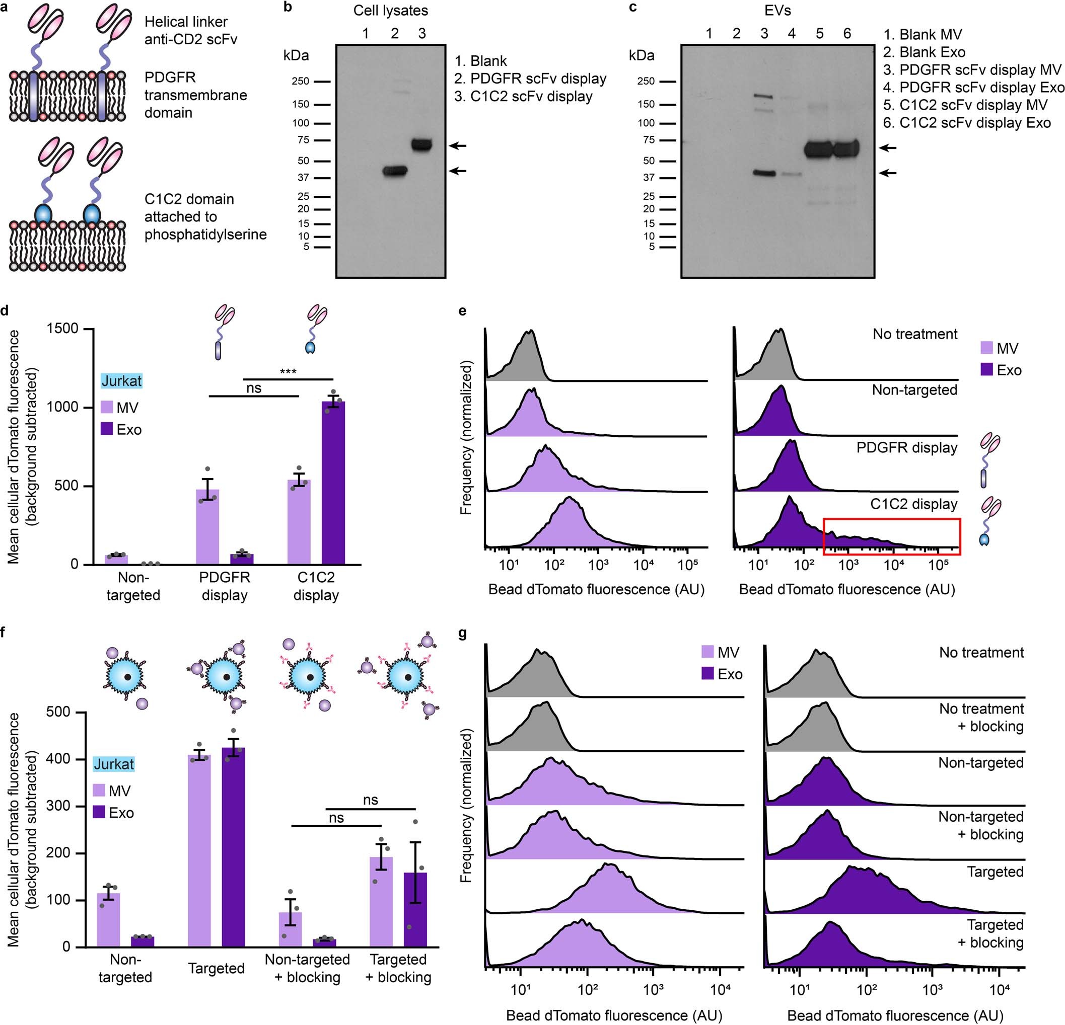 Extended Data Fig. 1: Different scFv display techniques result in different EV targeting properties.