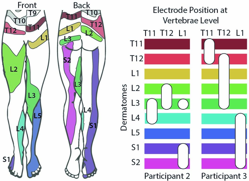 Extended Data Fig. 4: Dermatomal activation by electrodes located at different vertebrae levels for Participant 2 and Participant 3.