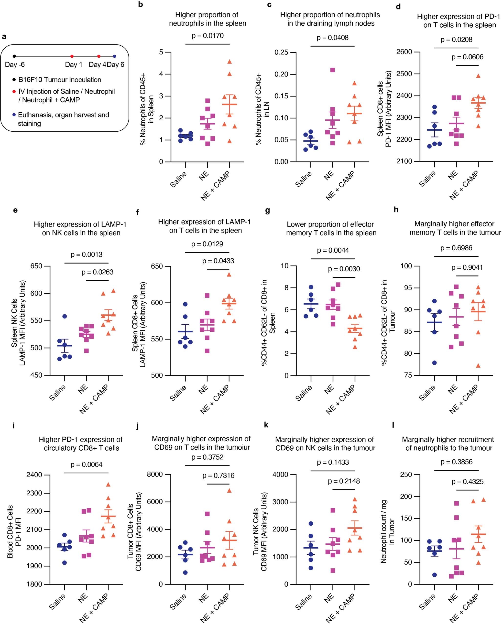 Extended Data Fig. 3: Treatment with CAMP-carrying neutrophils elicits a systemic immune response in the B16F10 model.