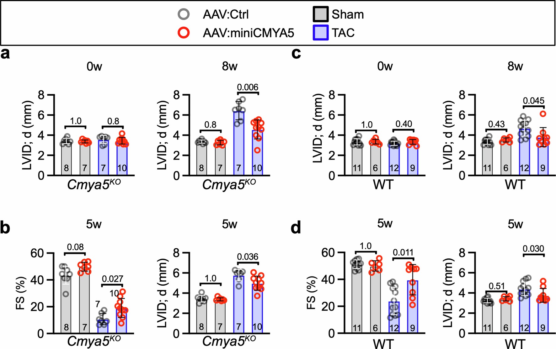 Extended Data Fig. 1: Echocardiographic analysis of AAV-miniCMYA5 treatment in a murine pressure-overload model.