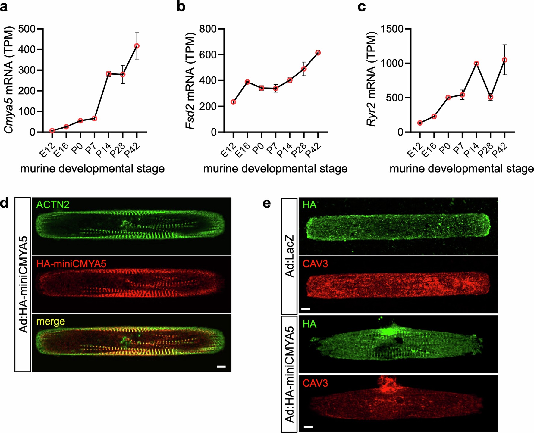 Extended Data Fig. 3: Expression and localization of CMYA5 in hiPSC-CMs and murine cardiomyocytes.