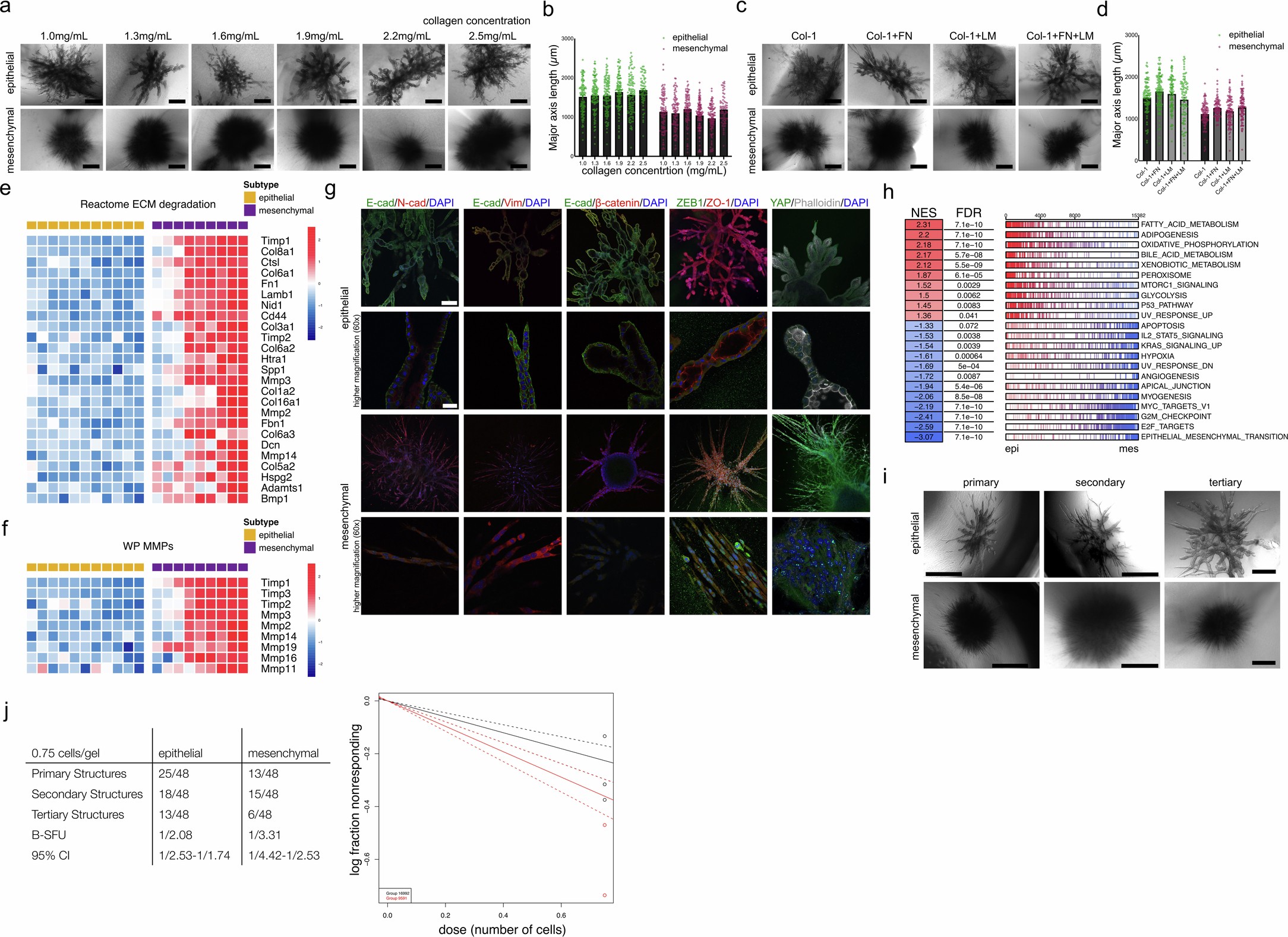 Extended Data Fig. 1: Characterization of epithelial and mesenchymal branching in PDAC organoids.