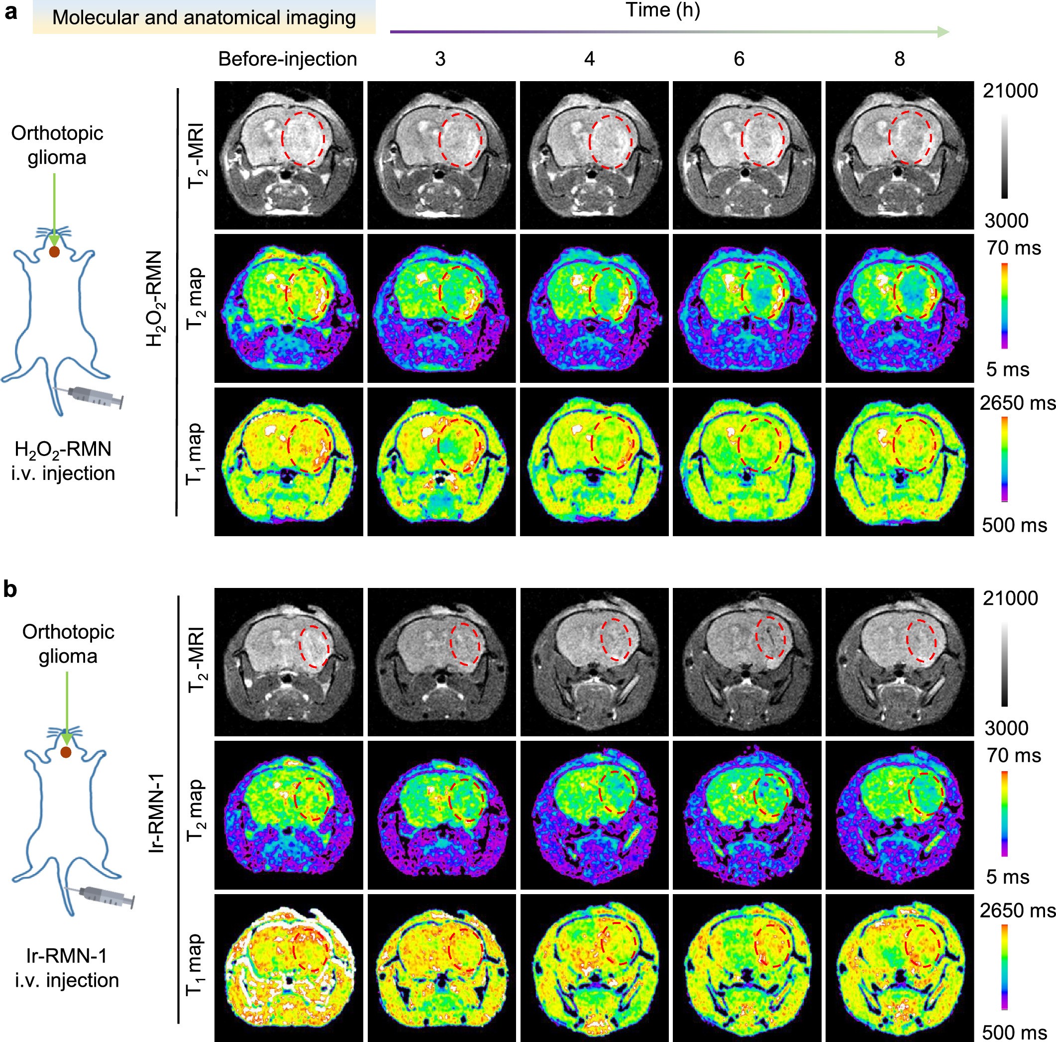 Extended Data Fig. 10: Ratiometric MRI of orthotopic brain-tumour xenografts in mice.
